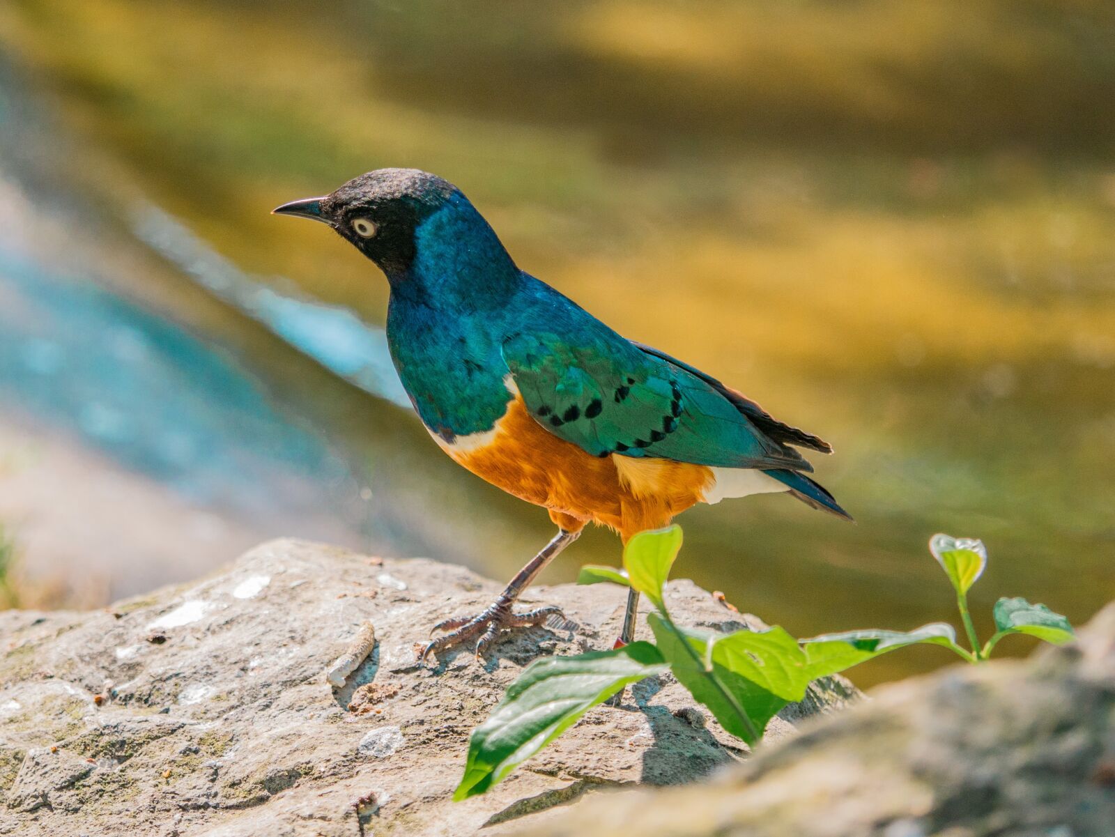 LUMIX G VARIO 100-300/F4.0-5.6II sample photo. Bird, exotic, iridescent photography