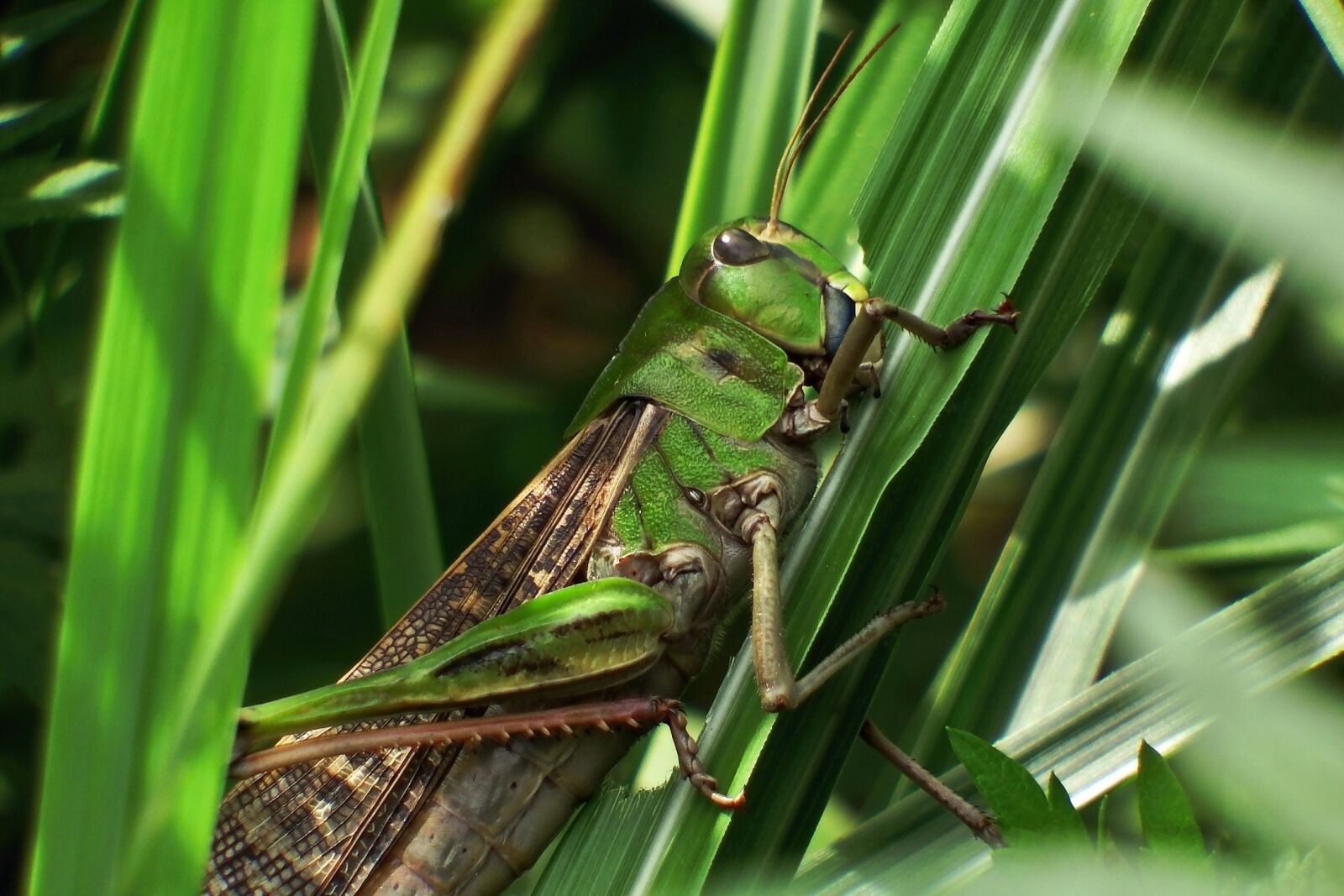 Fujifilm FinePix S1 sample photo. Japan, natural, insect photography