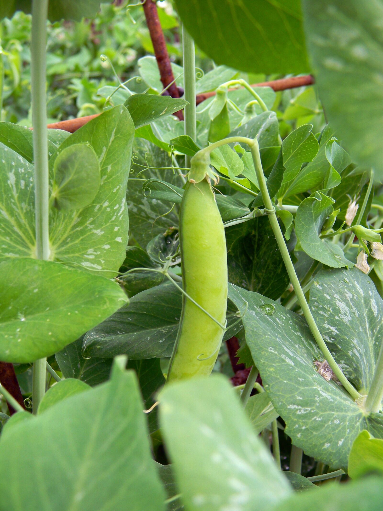 Nikon Coolpix L110 sample photo. Peas, pod, vegetable garden photography