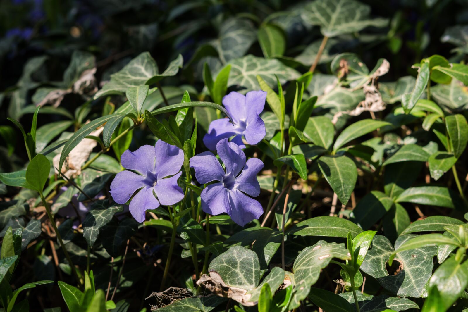 Nikon D7200 sample photo. Periwinkle, flower, purple photography
