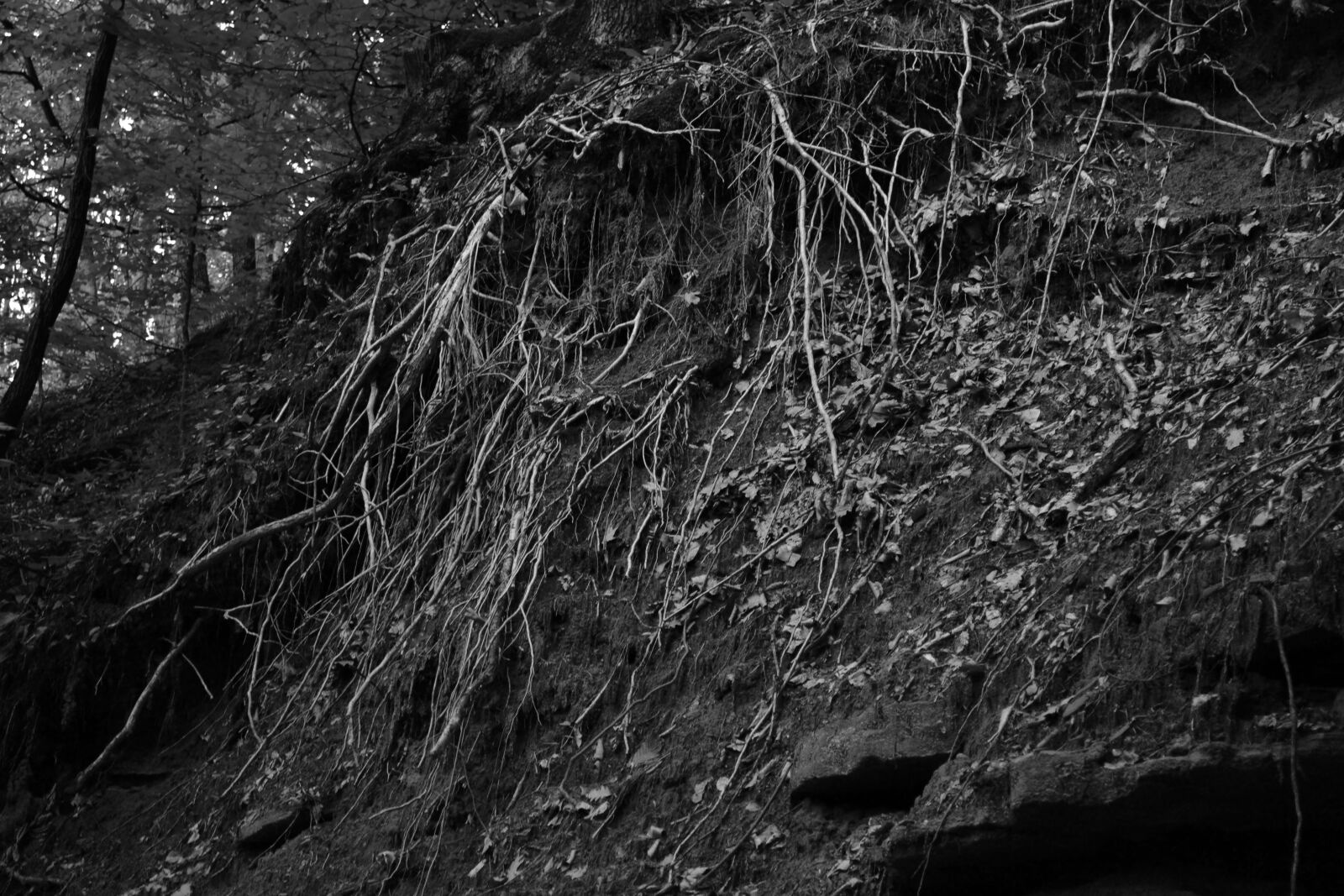 Nikon D3100 sample photo. Nature, roots, texture, tree photography