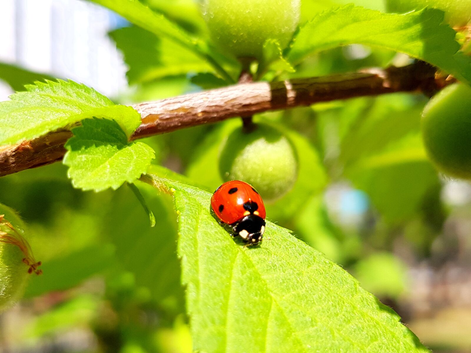 Samsung Galaxy S7 Edge sample photo. Insects, ladybug, nature photography