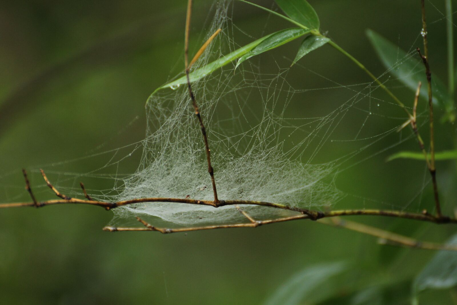 Canon EOS 1200D (EOS Rebel T5 / EOS Kiss X70 / EOS Hi) sample photo. Dew on web, spider photography