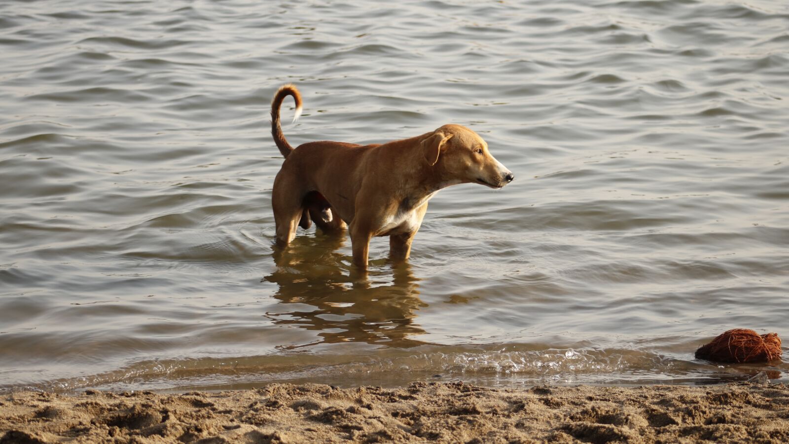 Canon EOS 750D (EOS Rebel T6i / EOS Kiss X8i) sample photo. Dog, puppy, animal photography