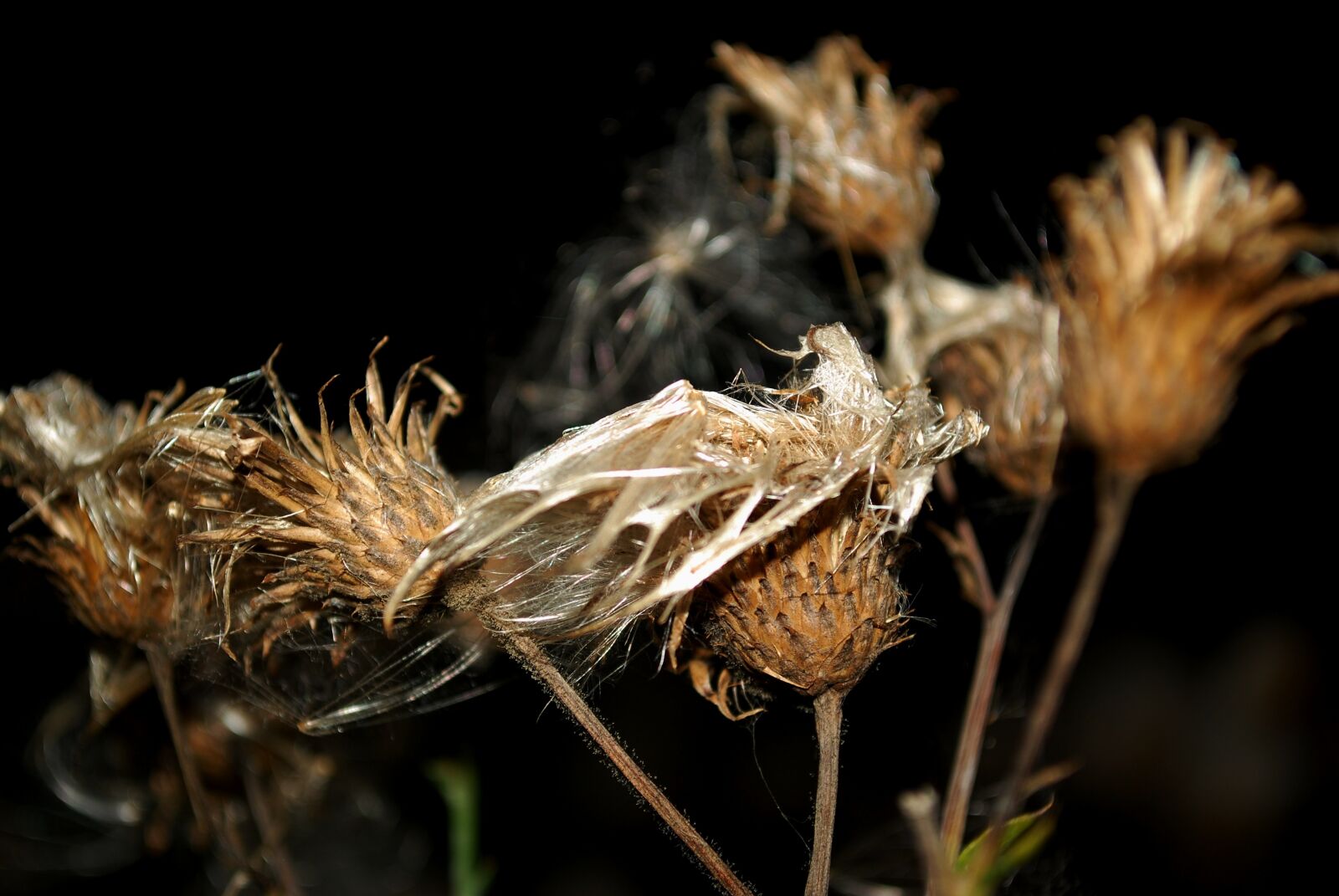 Nikon D80 sample photo. Flowers, night, autumn photography