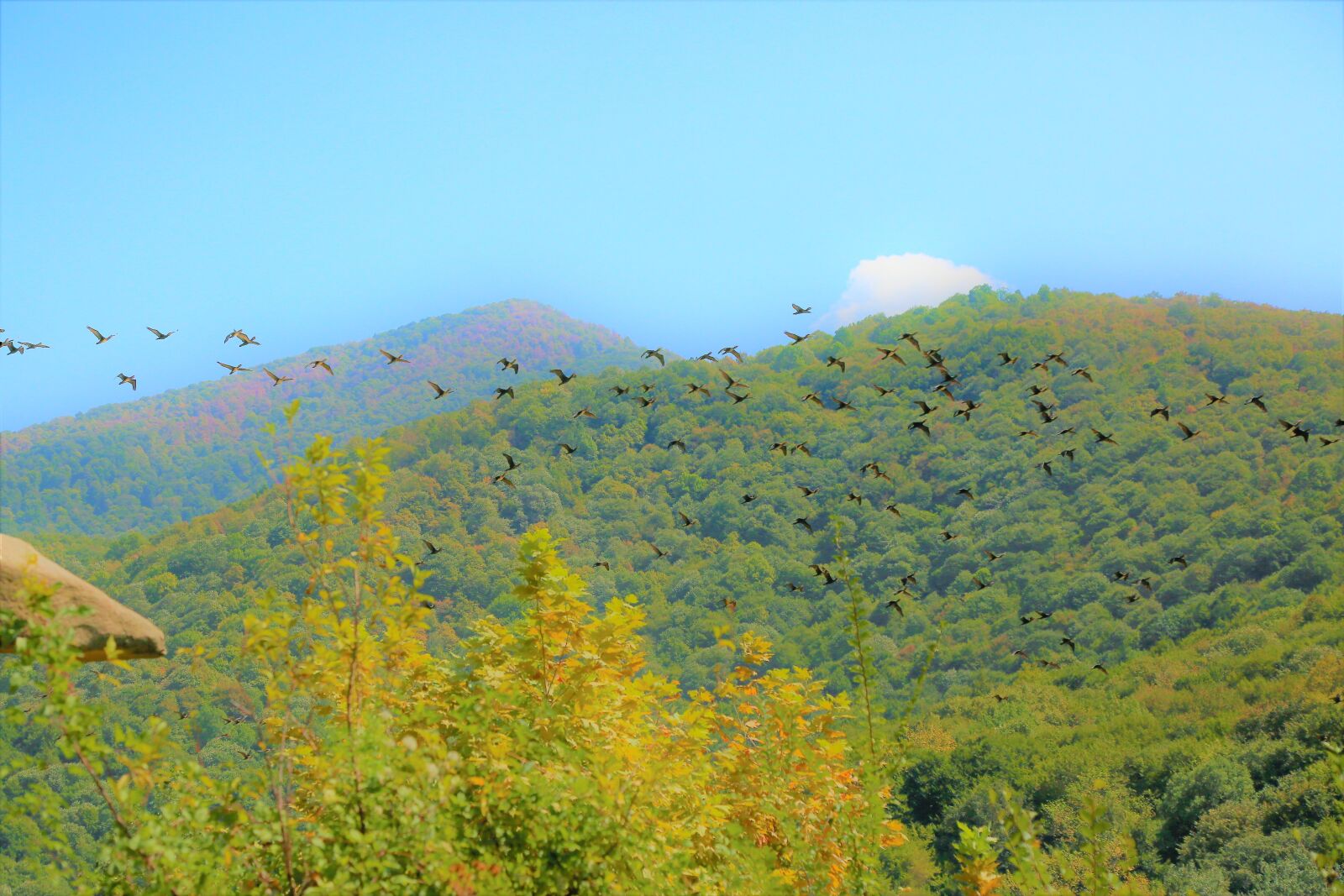 Canon EF 24-105mm F4L IS USM sample photo. Birds, forest, nature photography