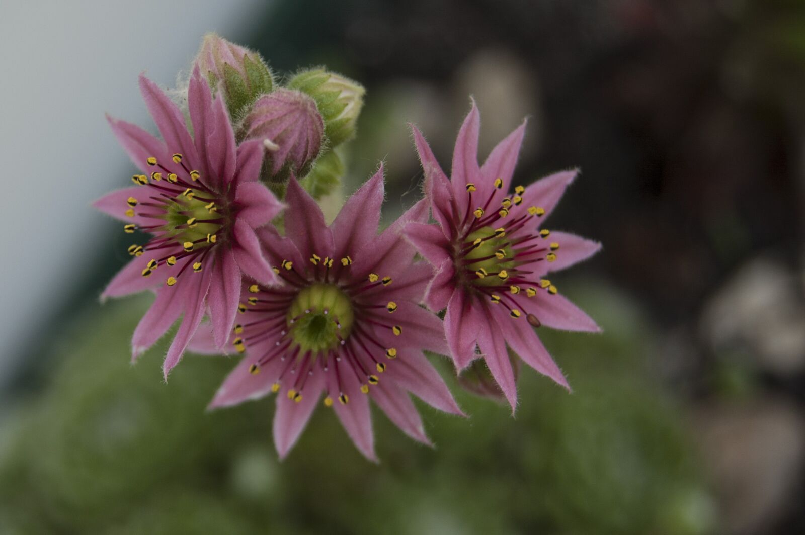 Nikon D40 sample photo. Nature, macro, stonecrop photography