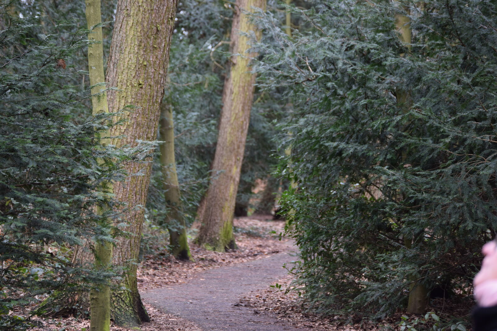 Nikon D5300 sample photo