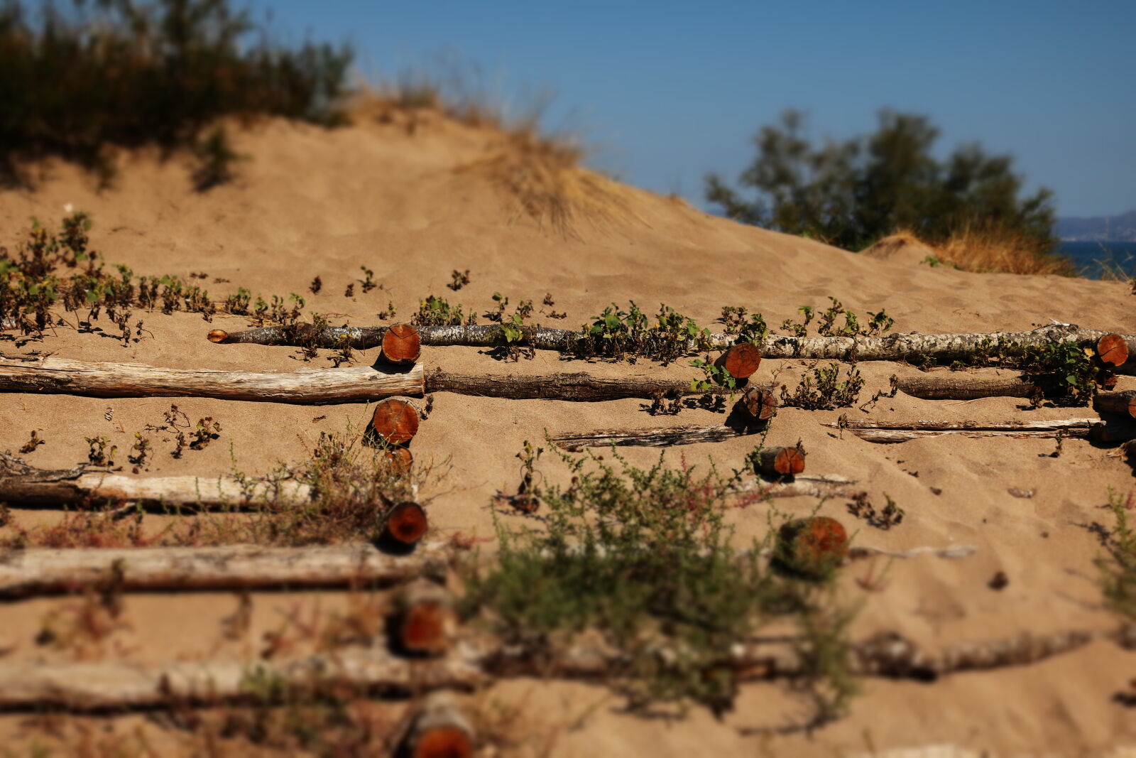 Canon EOS 750D (EOS Rebel T6i / EOS Kiss X8i) sample photo. Beach, logs, outdoors, sand photography