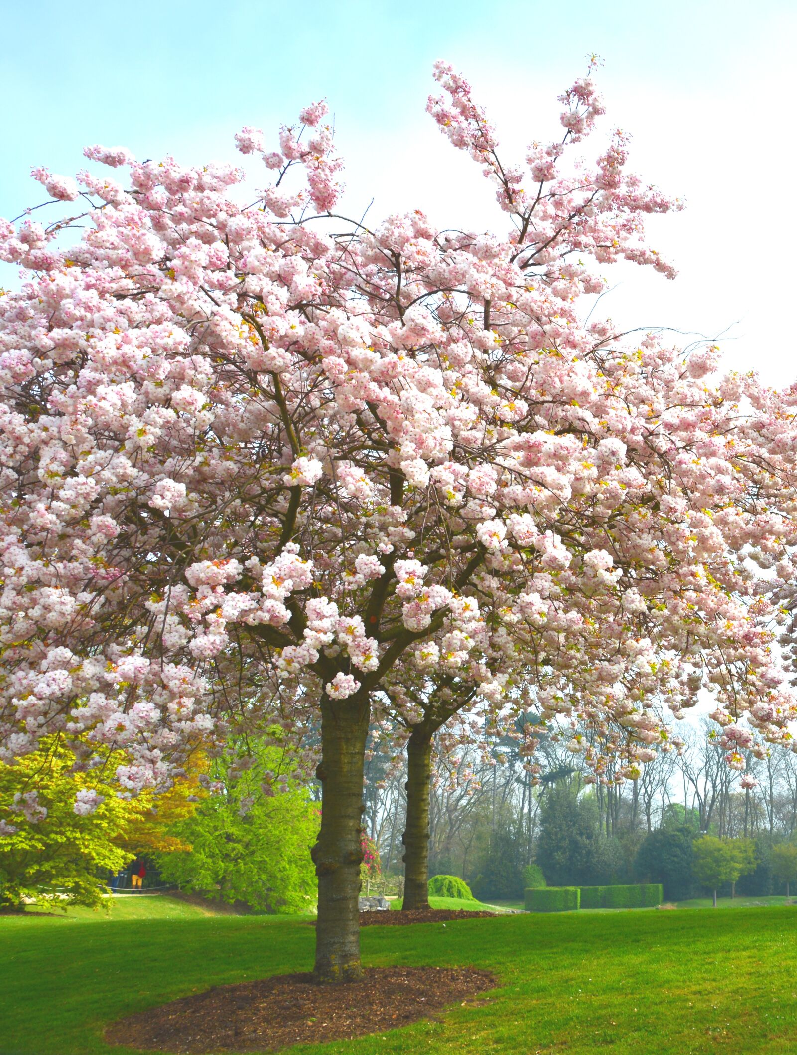Nikon D5200 sample photo. Arbre, printemps, nature photography