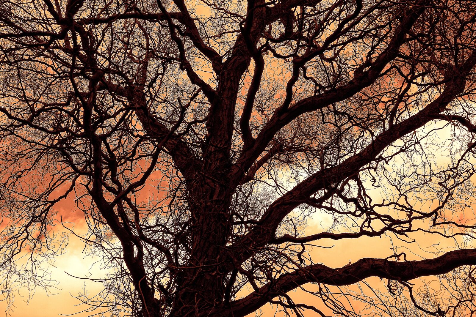 Sony Cyber-shot DSC-RX100 sample photo. Tree, branch, bare photography
