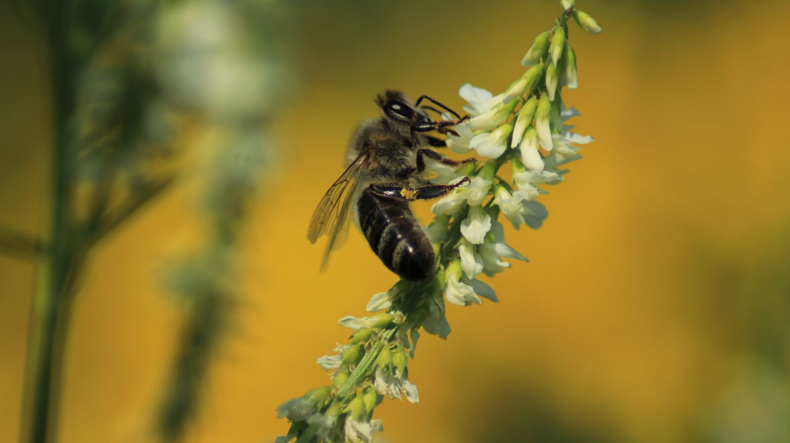 Canon EOS 80D sample photo. Bee, blossom, bloom photography