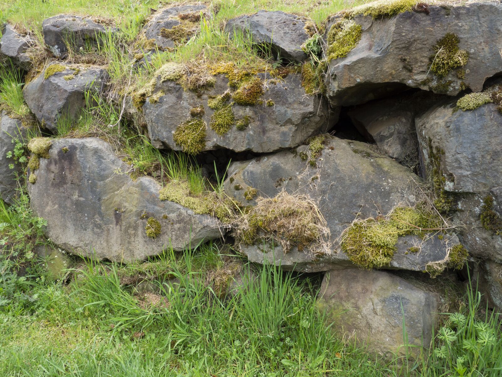 Olympus OM-D E-M10 II sample photo. Rock, wall, moss photography