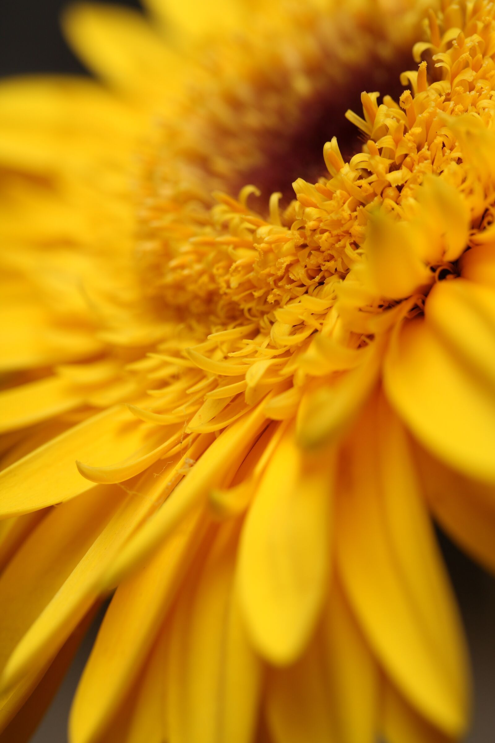 Canon EOS 40D sample photo. Flower, yellow, leaves photography