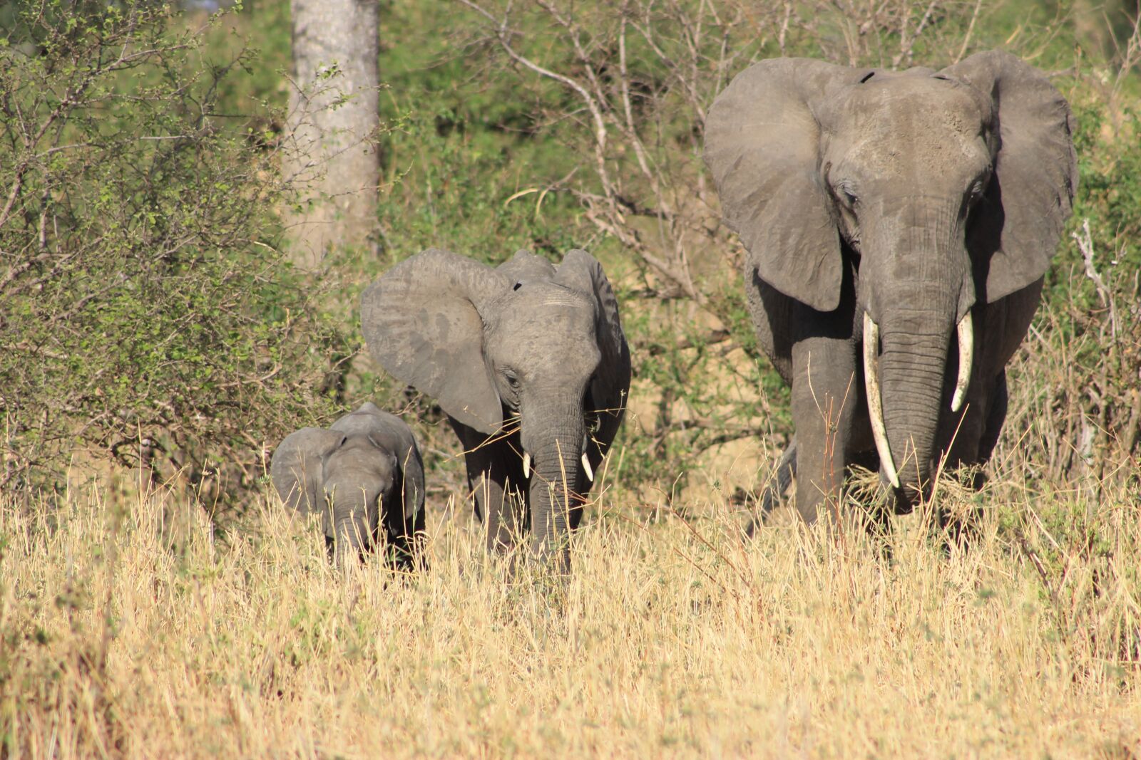 Canon EOS 1100D (EOS Rebel T3 / EOS Kiss X50) + Canon EF75-300mm f/4-5.6 sample photo. Elephant, africa, safari photography
