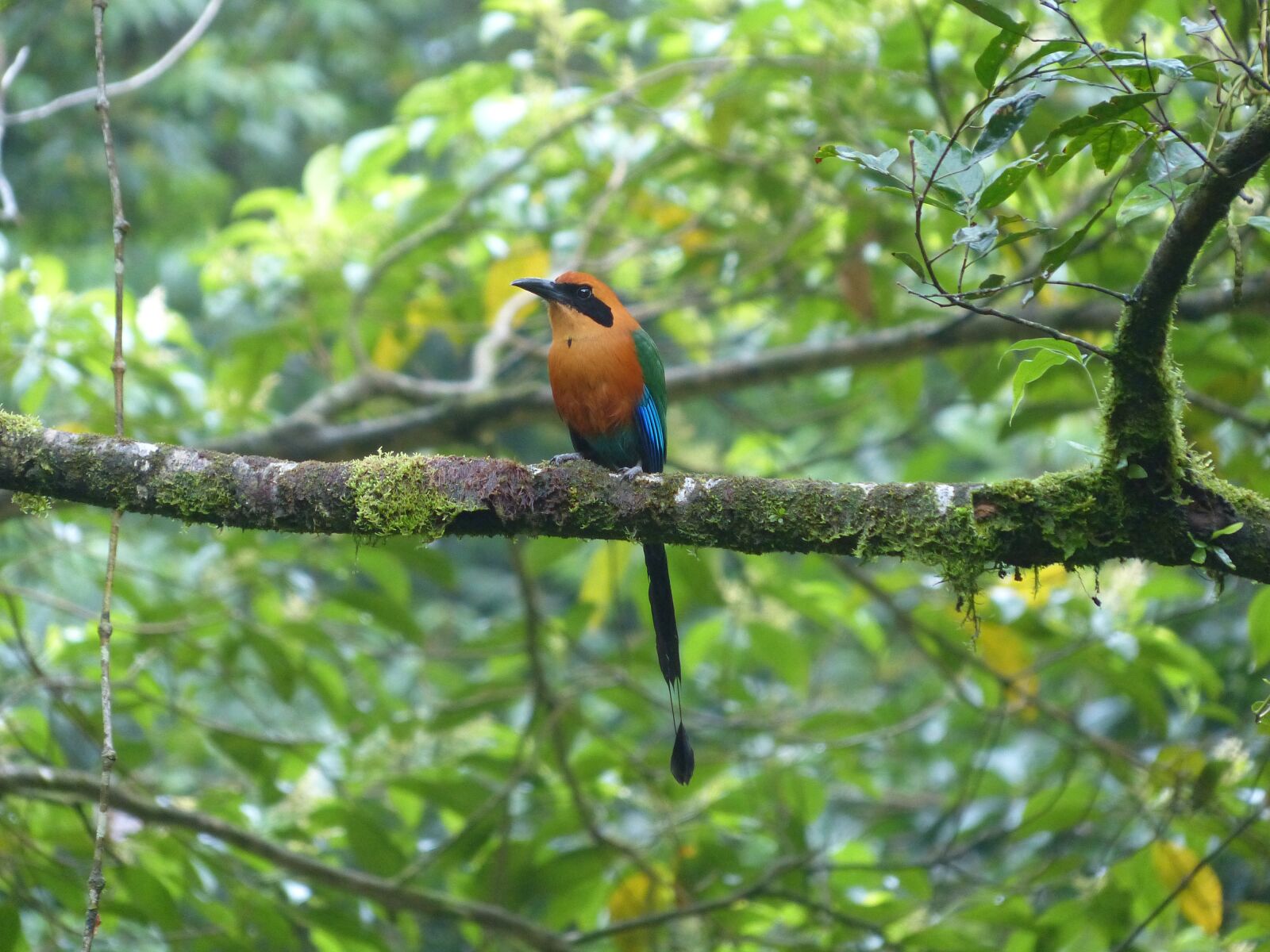 Panasonic Lumix DMC-FZ200 sample photo. Blauscheitelmotmot, bird, momotus momota photography