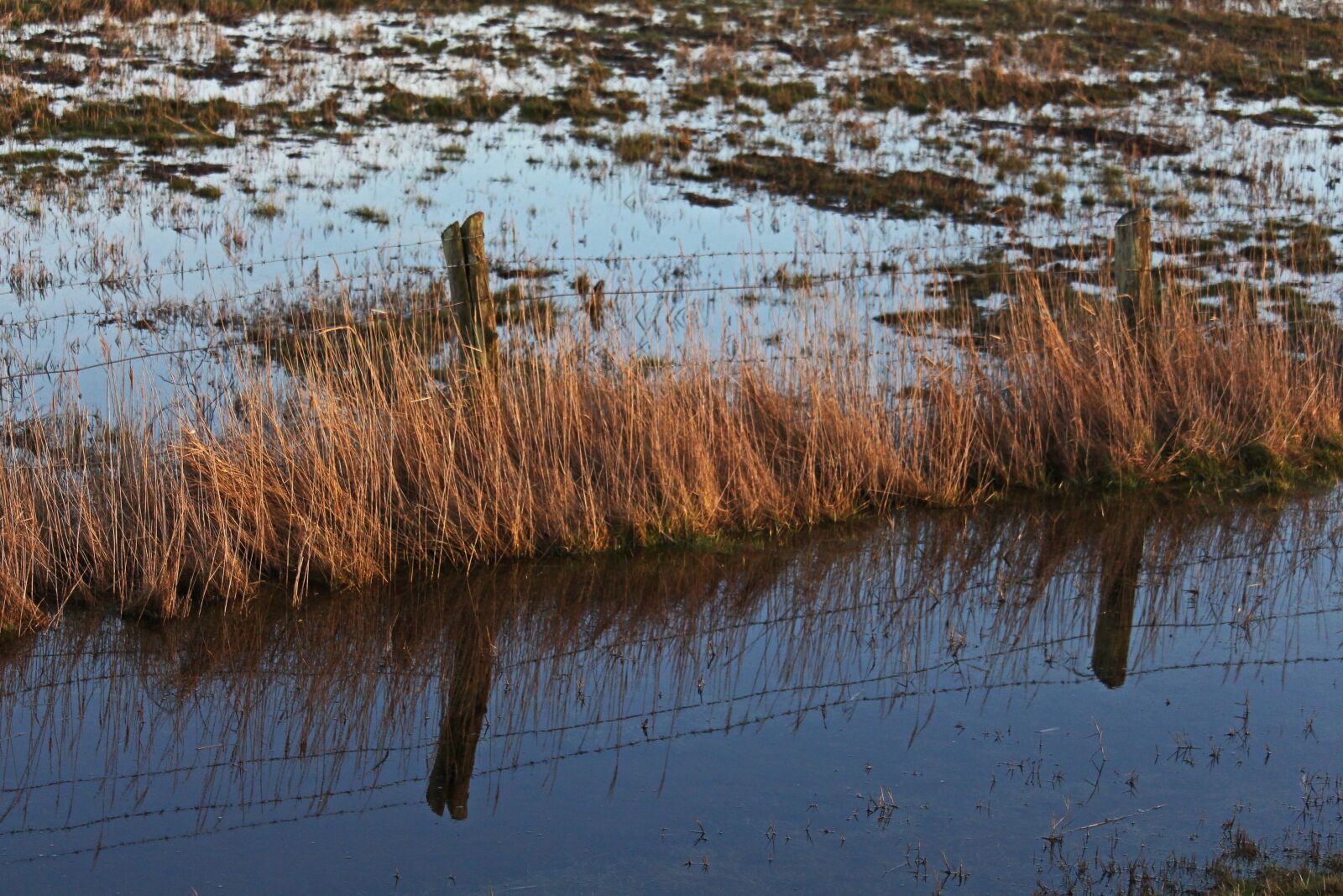 Canon EOS 700D (EOS Rebel T5i / EOS Kiss X7i) sample photo. High water, reed belt photography
