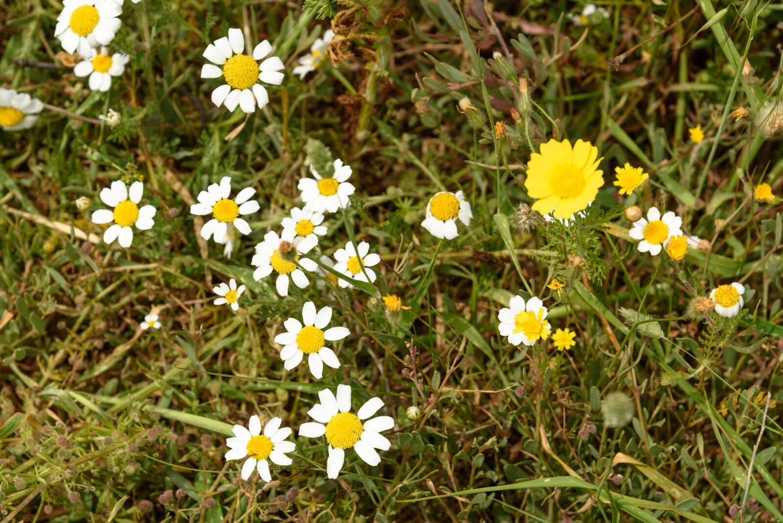 Nikon D750 sample photo. Flowers, poyntta, greece photography