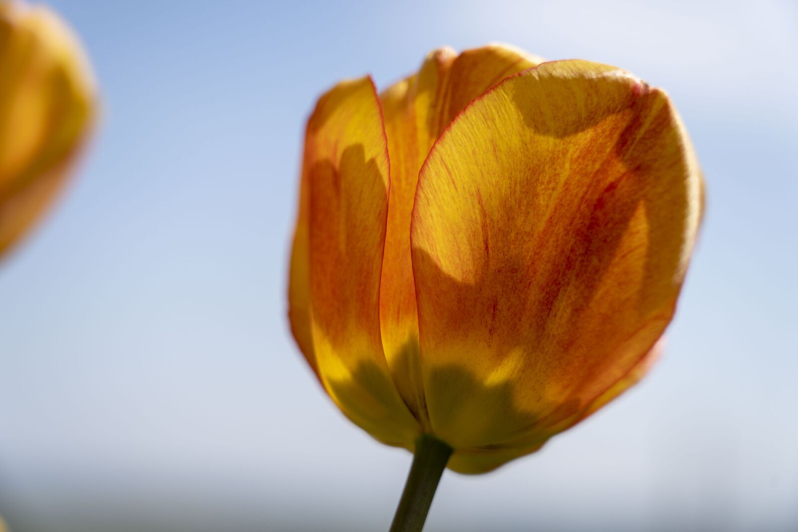 Sony FE 24-105mm F4 G OSS sample photo. Tulip, tulips, flower photography
