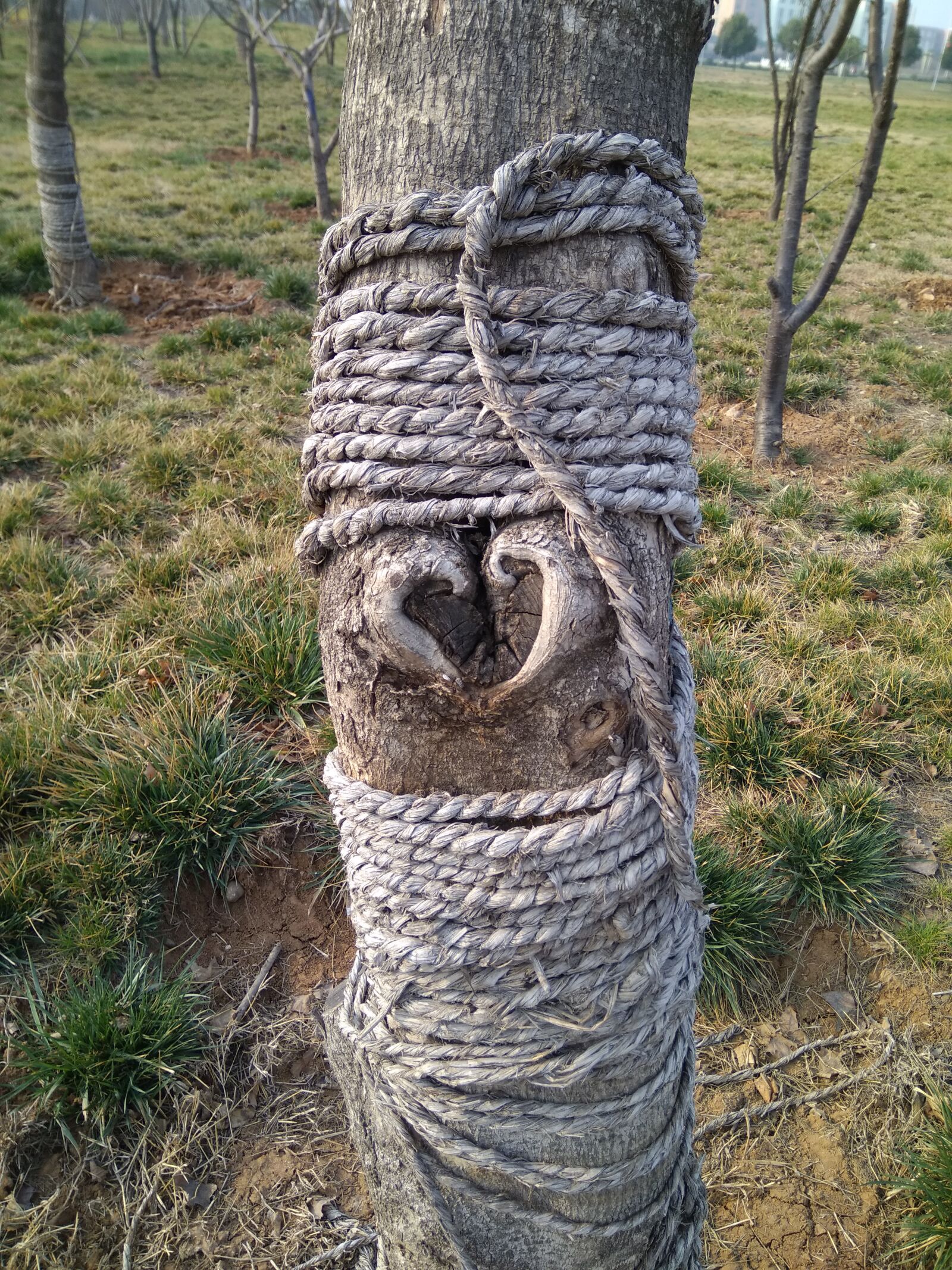 Xiaomi MI MAX sample photo. Tree, heart, plant photography