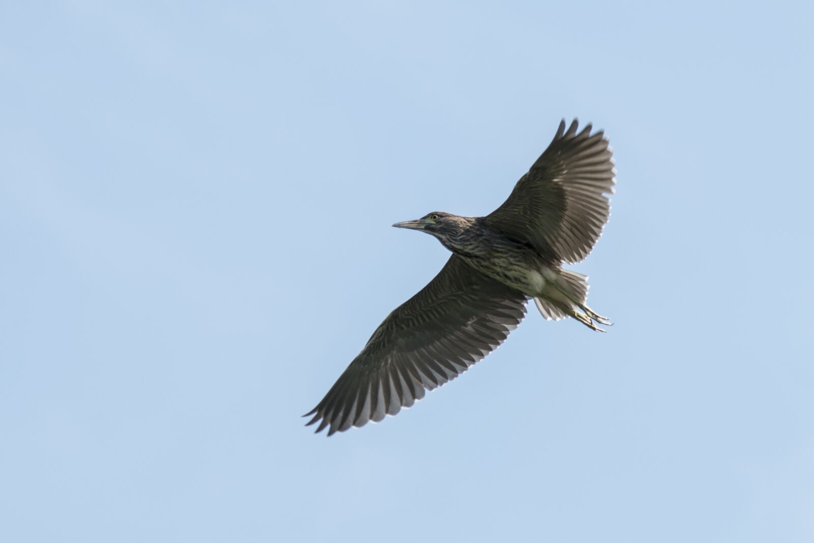 Canon EOS 70D sample photo. Crowned night-heron sub-adult birds photography