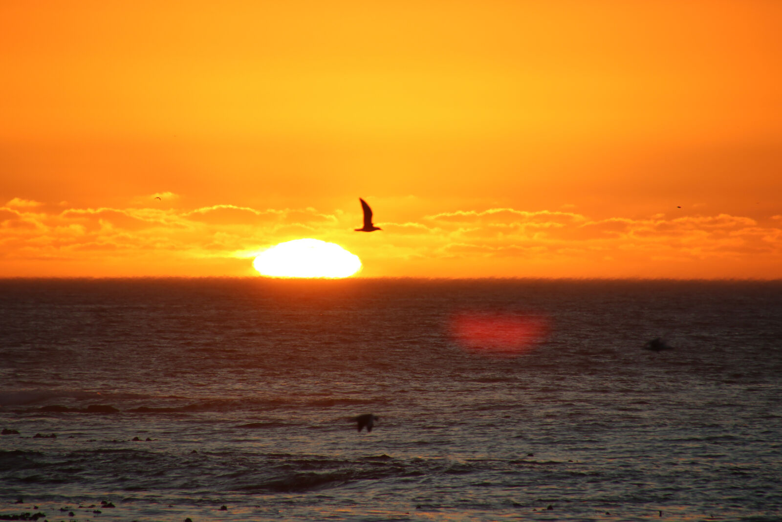 Canon EOS 7D Mark II sample photo. Bird, ocean, sea, sun photography