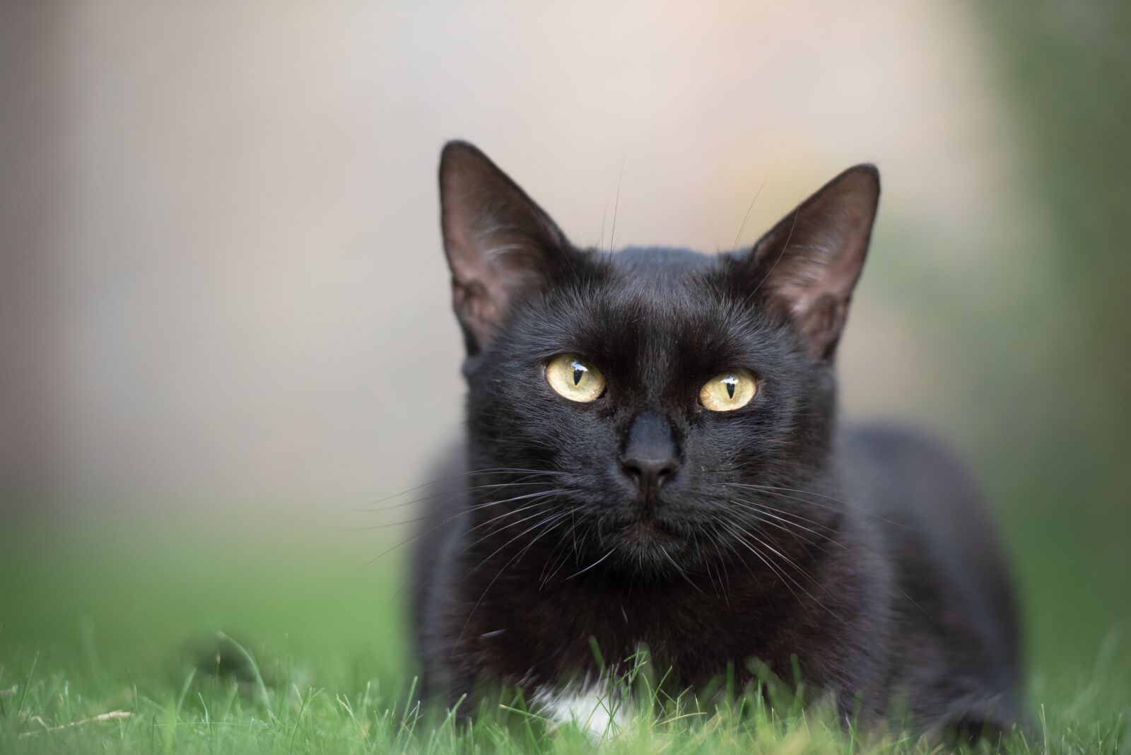 Nikon D750 sample photo. Black cat, kitten, cat photography