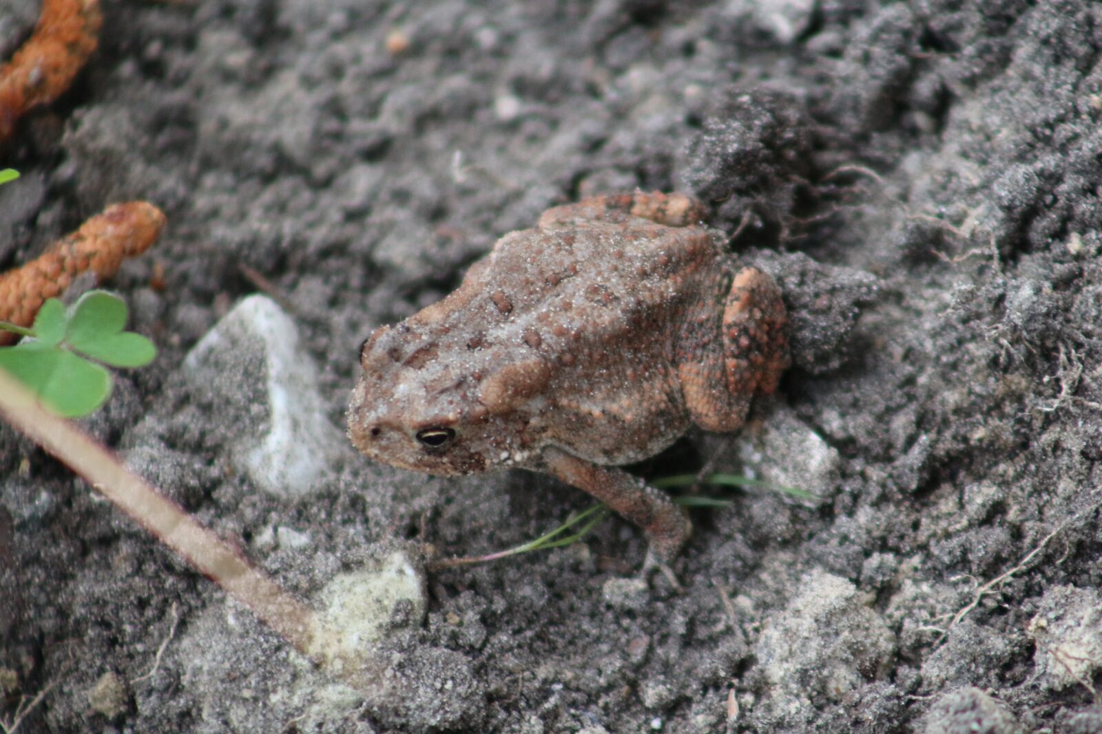 Canon EF 75-300mm f/4-5.6 sample photo. Frog, amphibian, wildlife photography