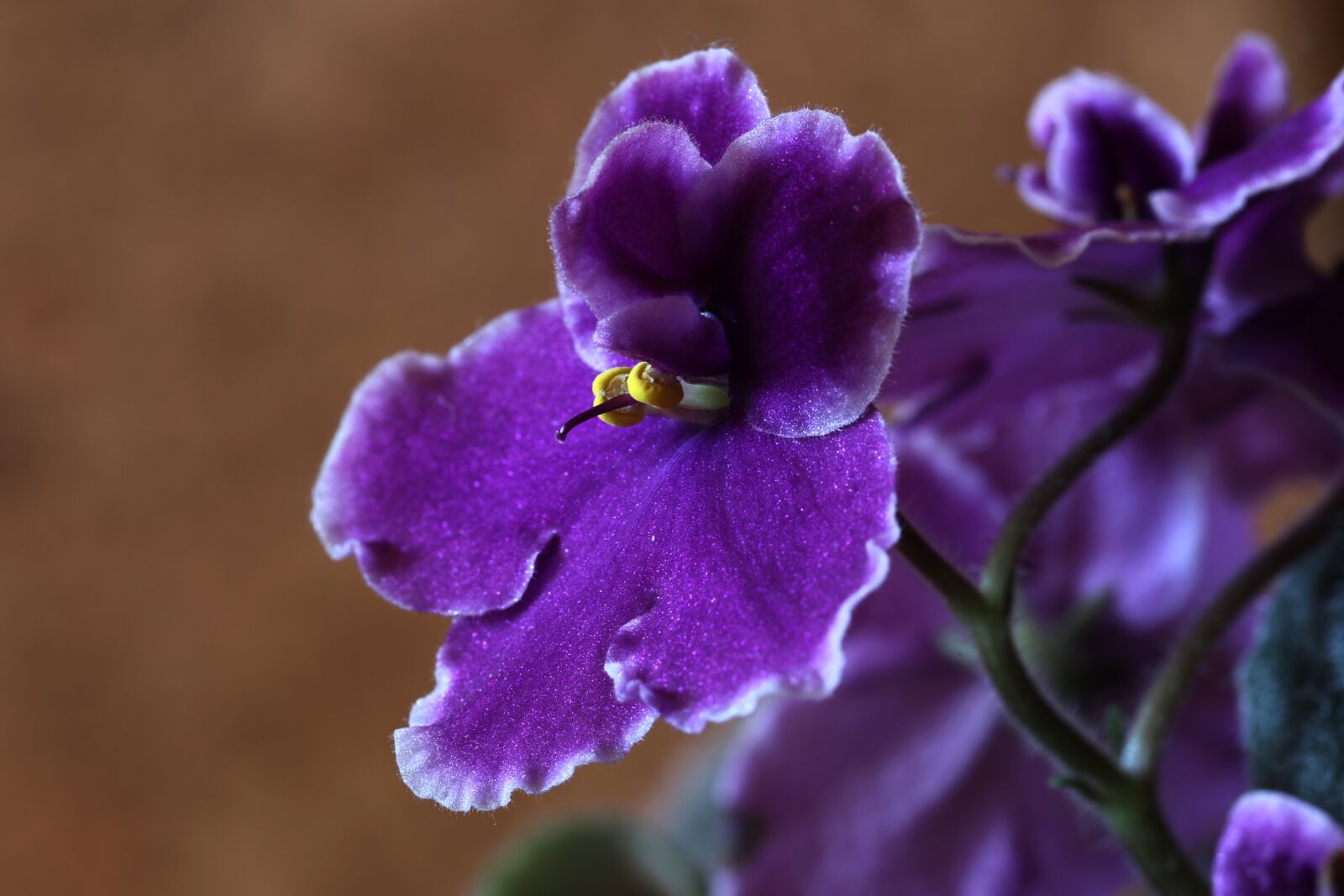 Canon EF 100mm F2.8L Macro IS USM sample photo. African violets, flower, macro photography