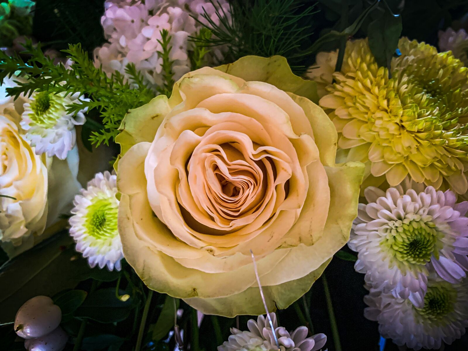 Apple iPhone XS sample photo. Rose, flower, love photography