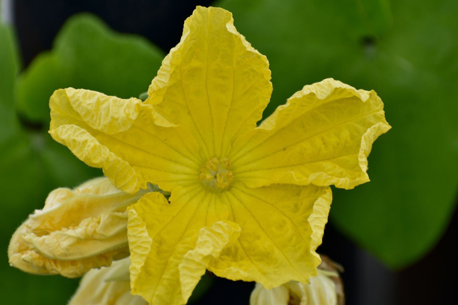Nikon D5600 sample photo. Ridge gourd flower, ridge photography