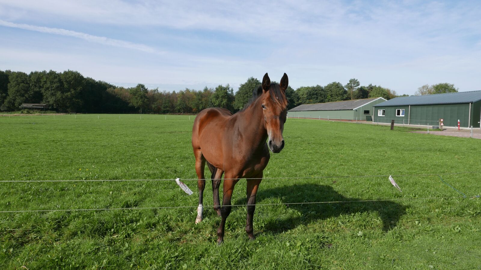 Panasonic Lumix DMC-LX100 sample photo. Horse, nationwide, elim photography