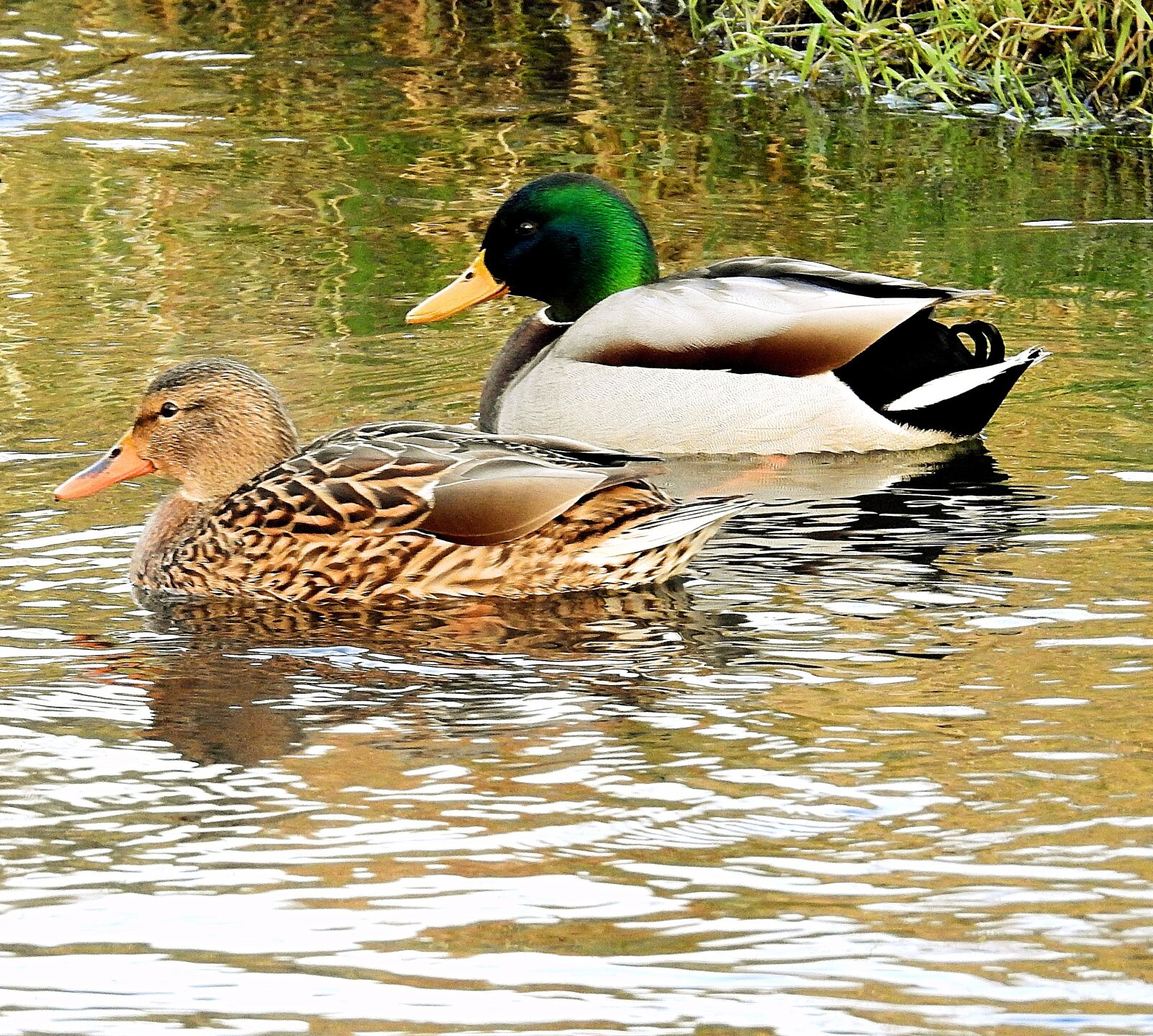 Nikon Coolpix P900 sample photo. Ducks, lake, swimming photography