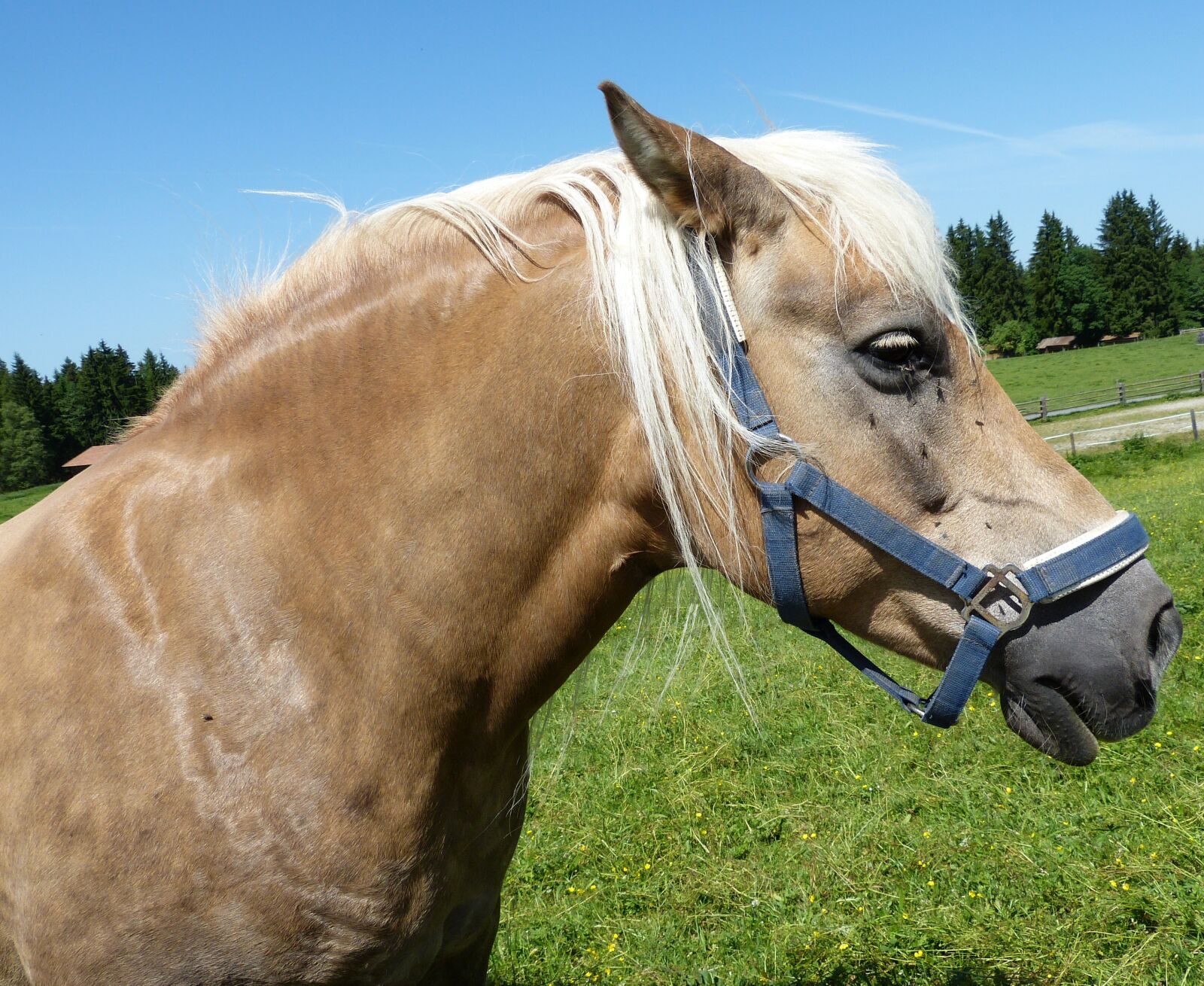 Panasonic Lumix DMC-FZ150 sample photo. Horse, animal, horse head photography