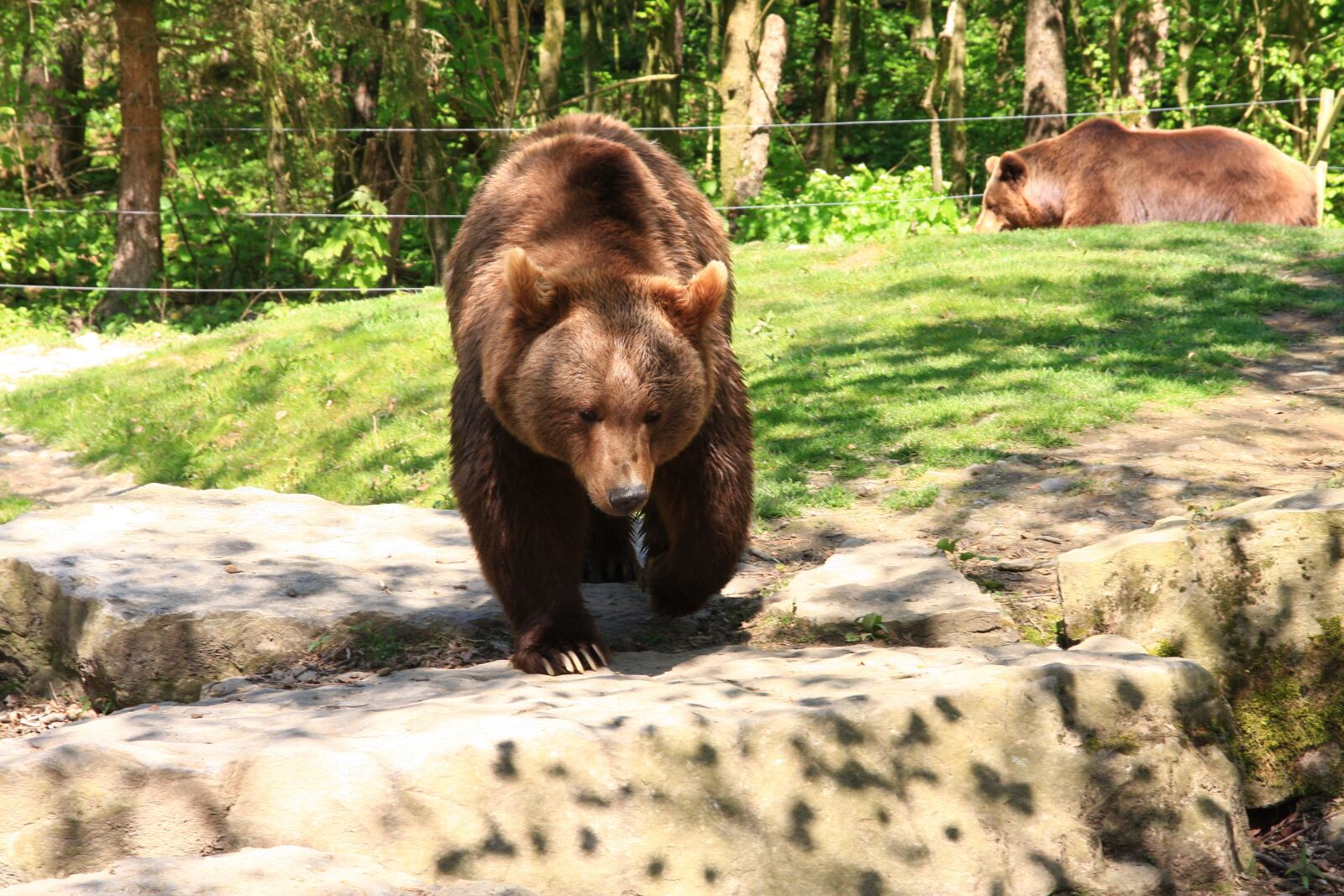 Canon EOS 40D sample photo. Bear, wildlife park, brown photography