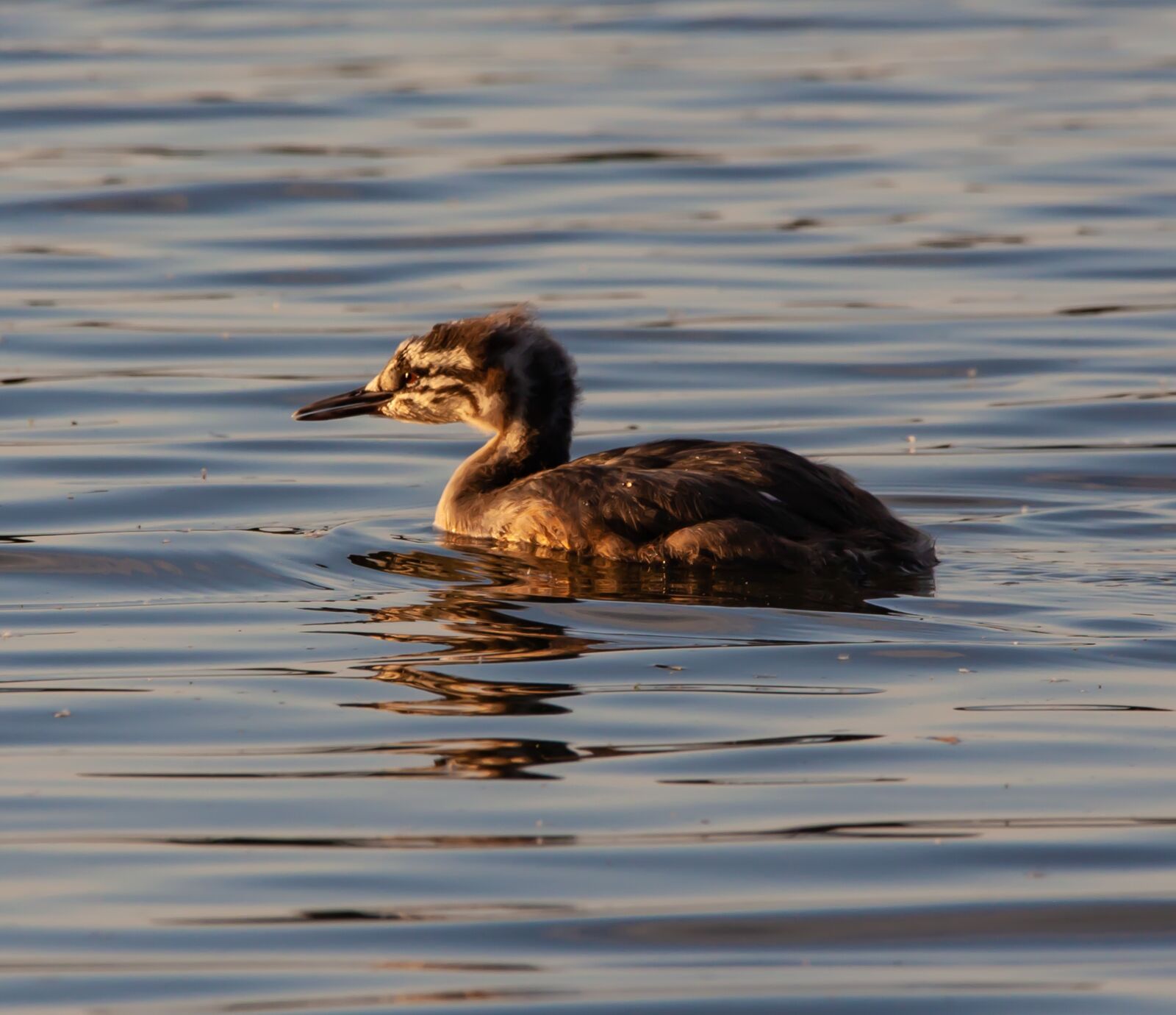 150-600mm F5-6.3 DG OS HSM | Contemporary 015 sample photo. Great crested grebe, great photography