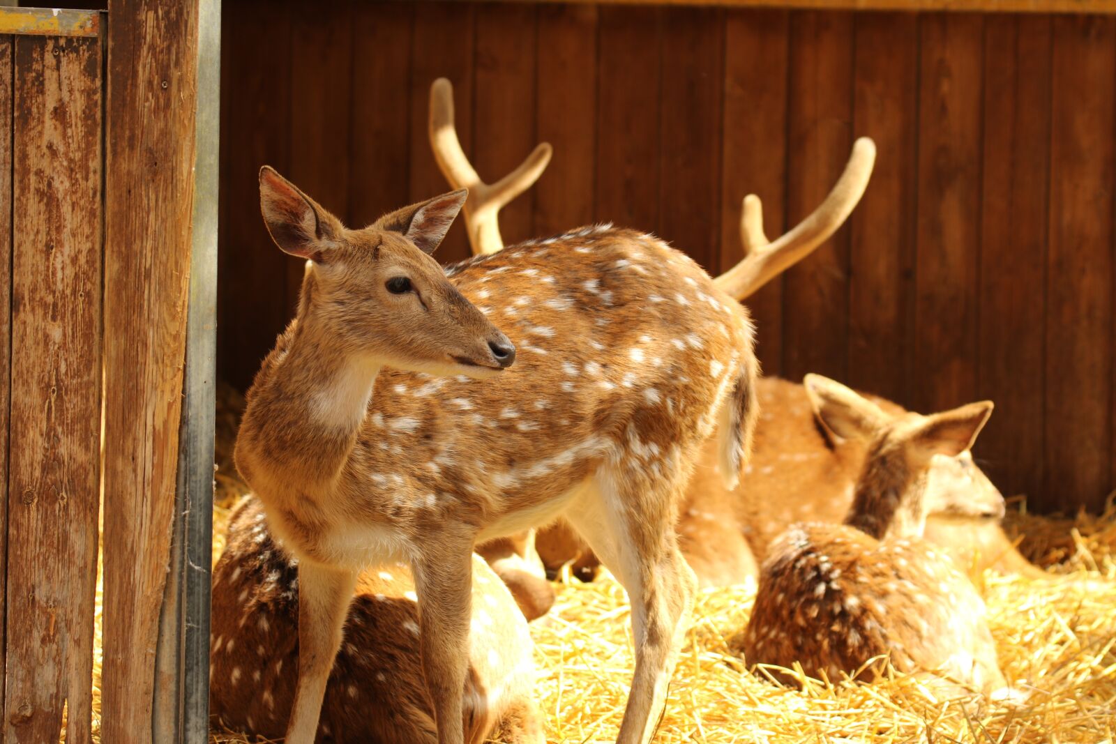 Canon EOS 7D Mark II sample photo. Animals, deer, spotted deer photography