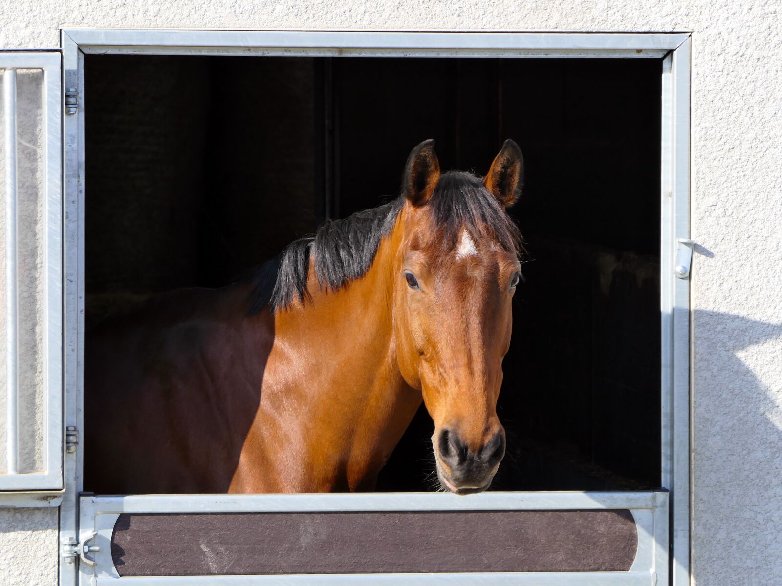 Panasonic Lumix DMC-FZ2500 (Lumix DMC-FZ2000) sample photo. Horse, portrait, careful photography