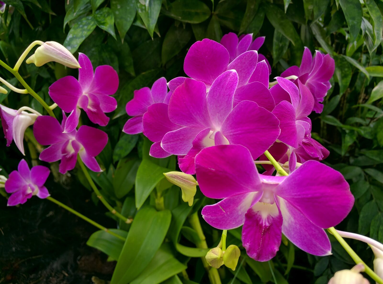 Motorola Nexus 6 sample photo. Orchid, flower, plant photography