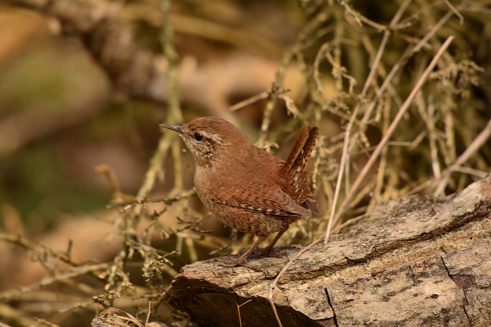 Nikon D7100 sample photo