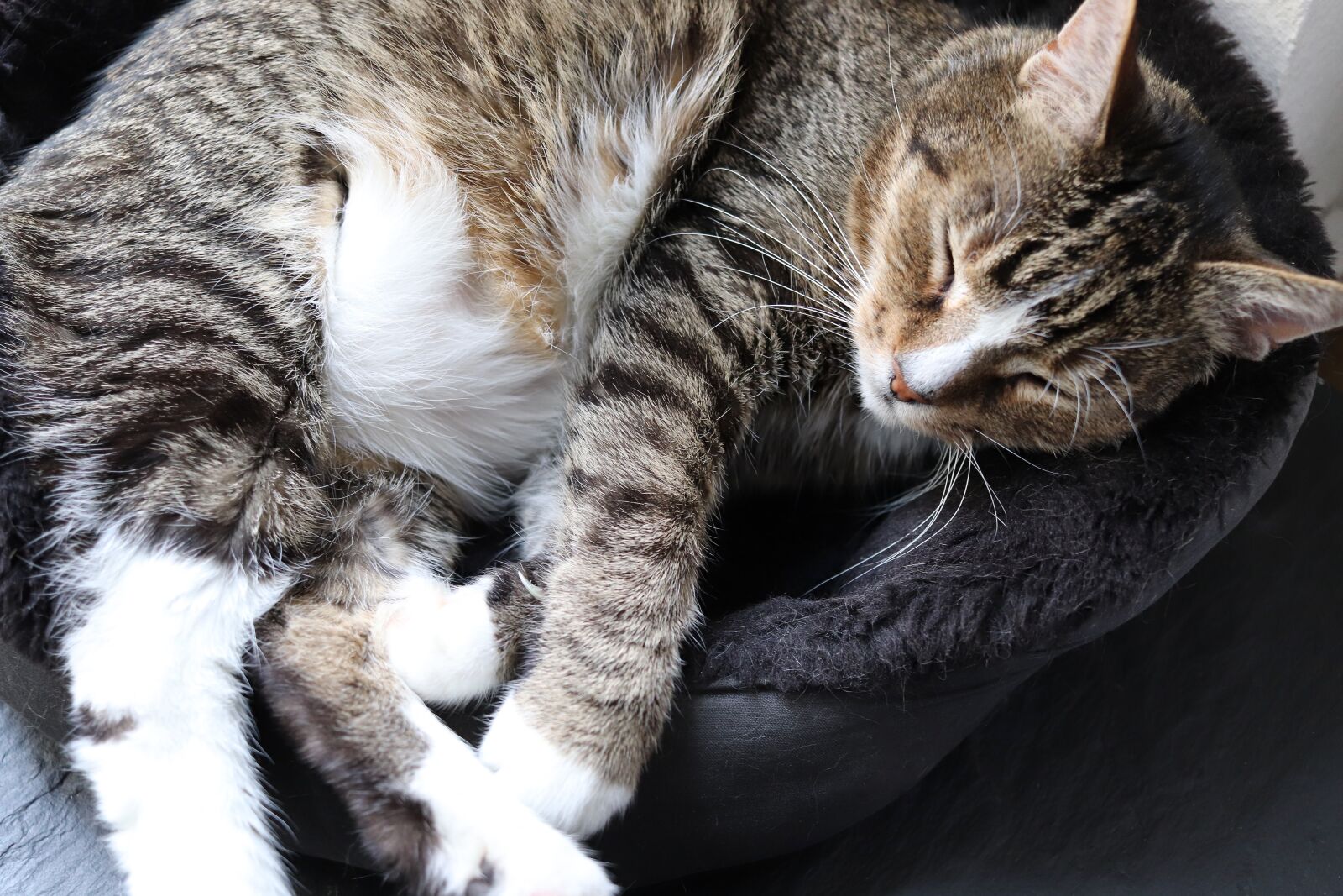 Canon EF-S 24mm F2.8 STM sample photo. Cat, domestic cat, mackerel photography