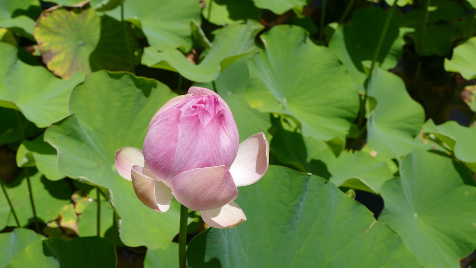 Panasonic Lumix DMC-FZ1000 sample photo. Pamplemousse garden, botanical garden photography