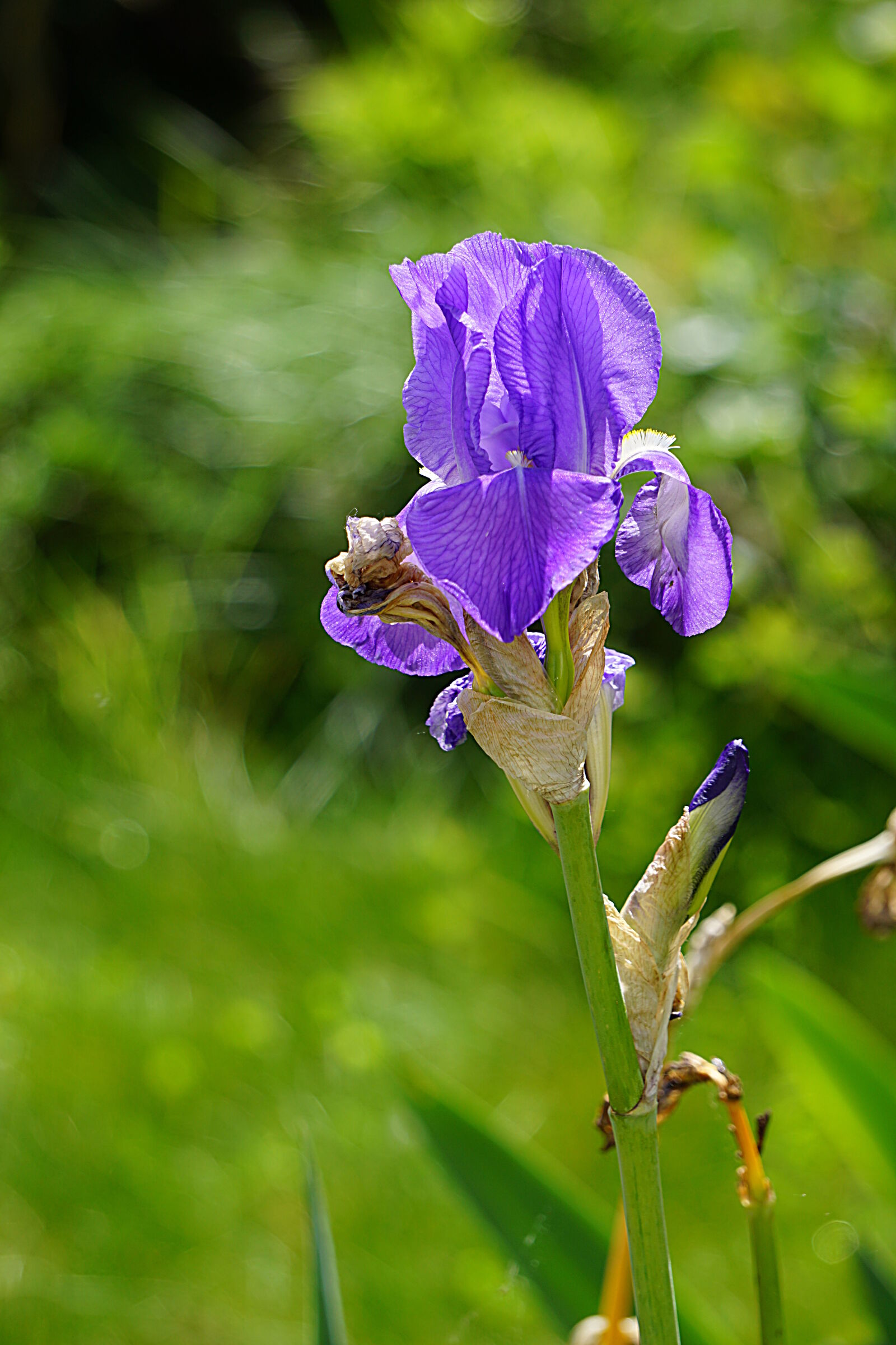 Sony a6000 sample photo. Bleu, botanique, ete, fleur photography