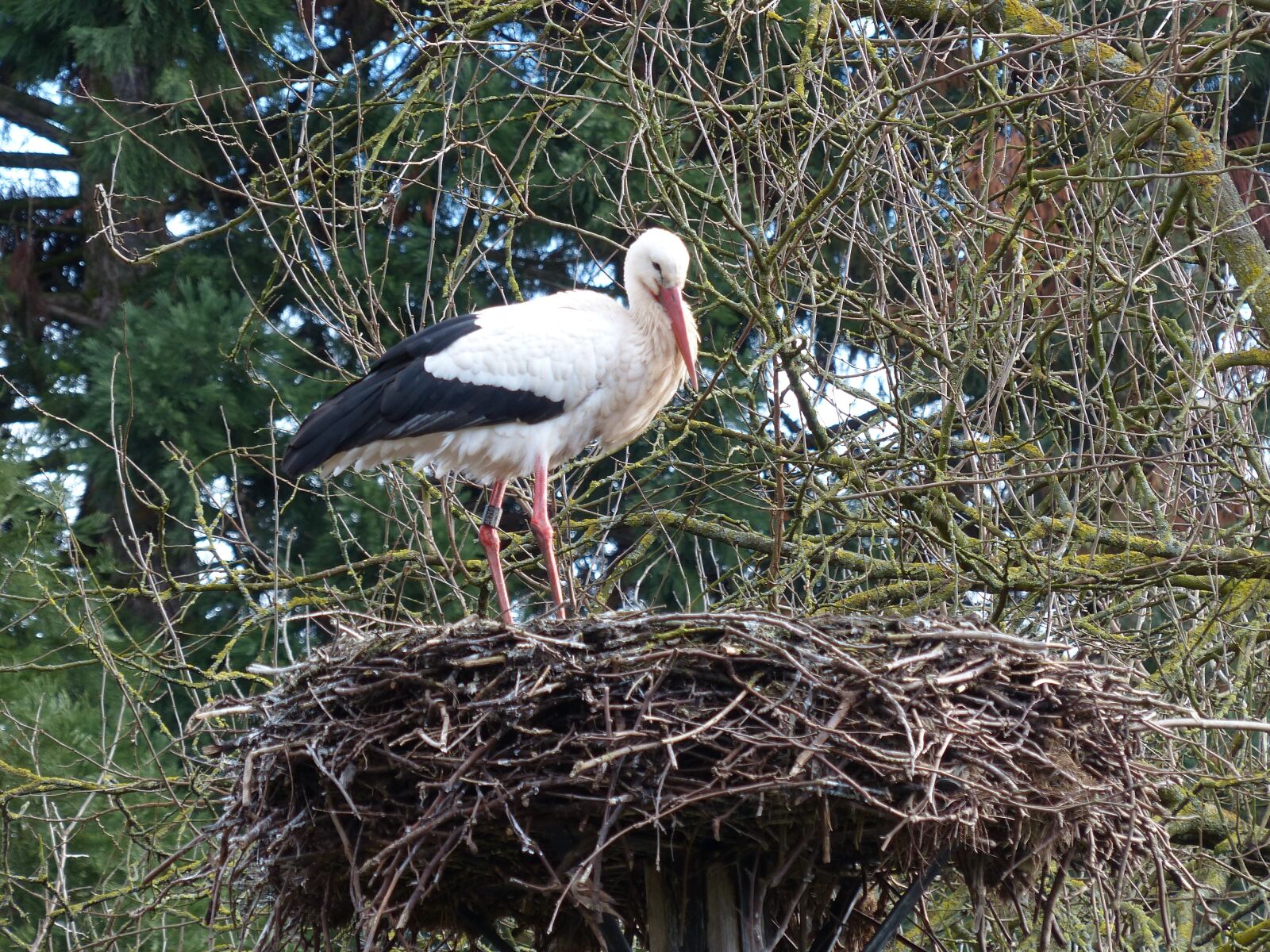 Panasonic Lumix DMC-FZ200 sample photo. Stork, nest, bird photography