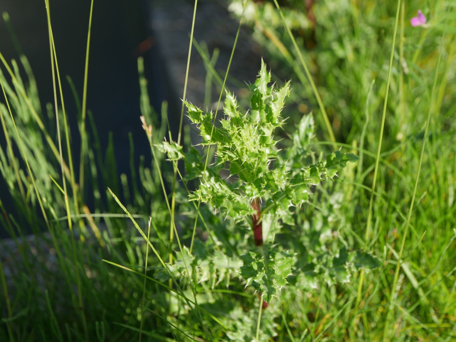 Panasonic Lumix DMC-G7 sample photo. Plants, green, sunny photography