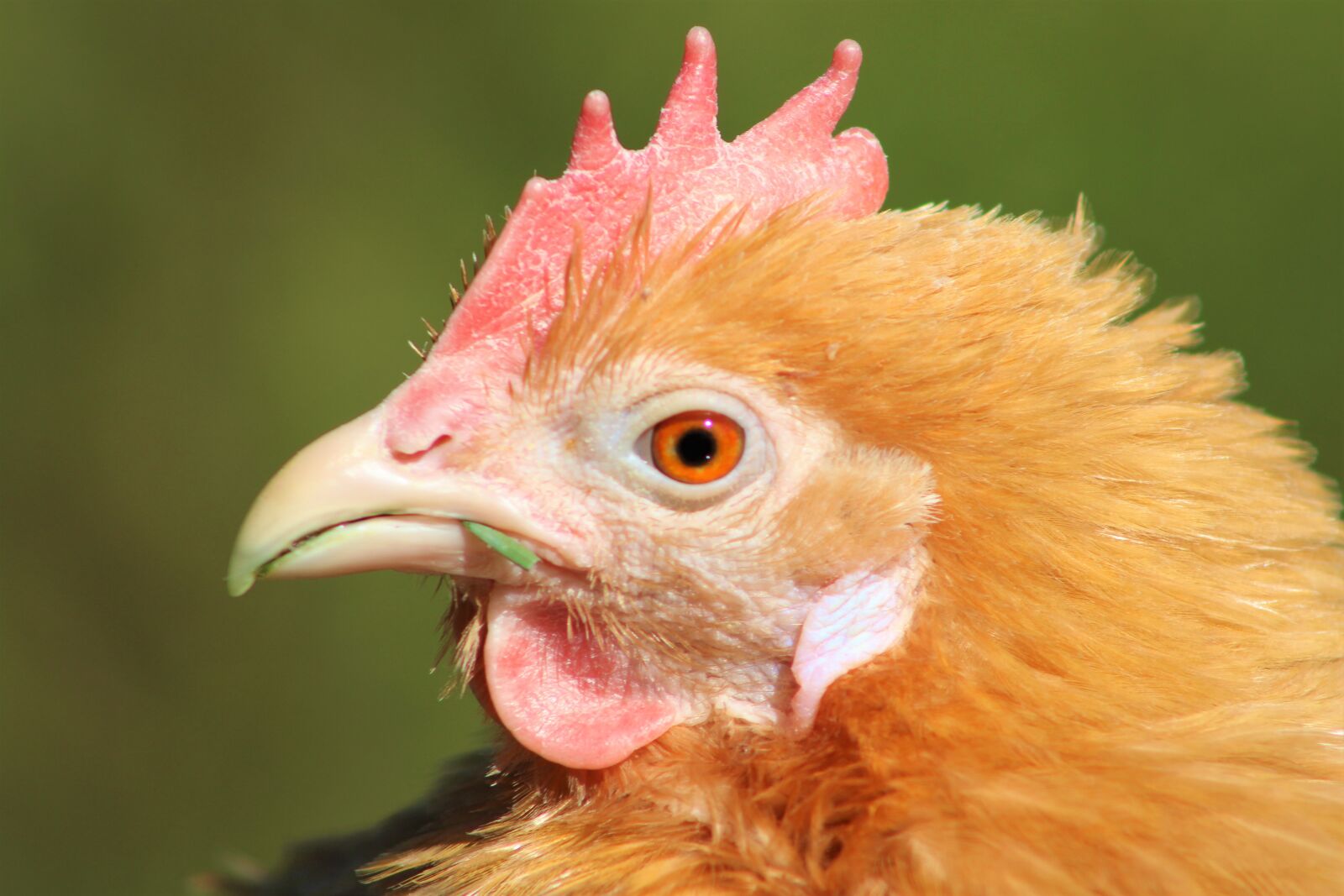 Canon EOS 2000D (EOS Rebel T7 / EOS Kiss X90 / EOS 1500D) sample photo. Chicken, hen, poultry photography