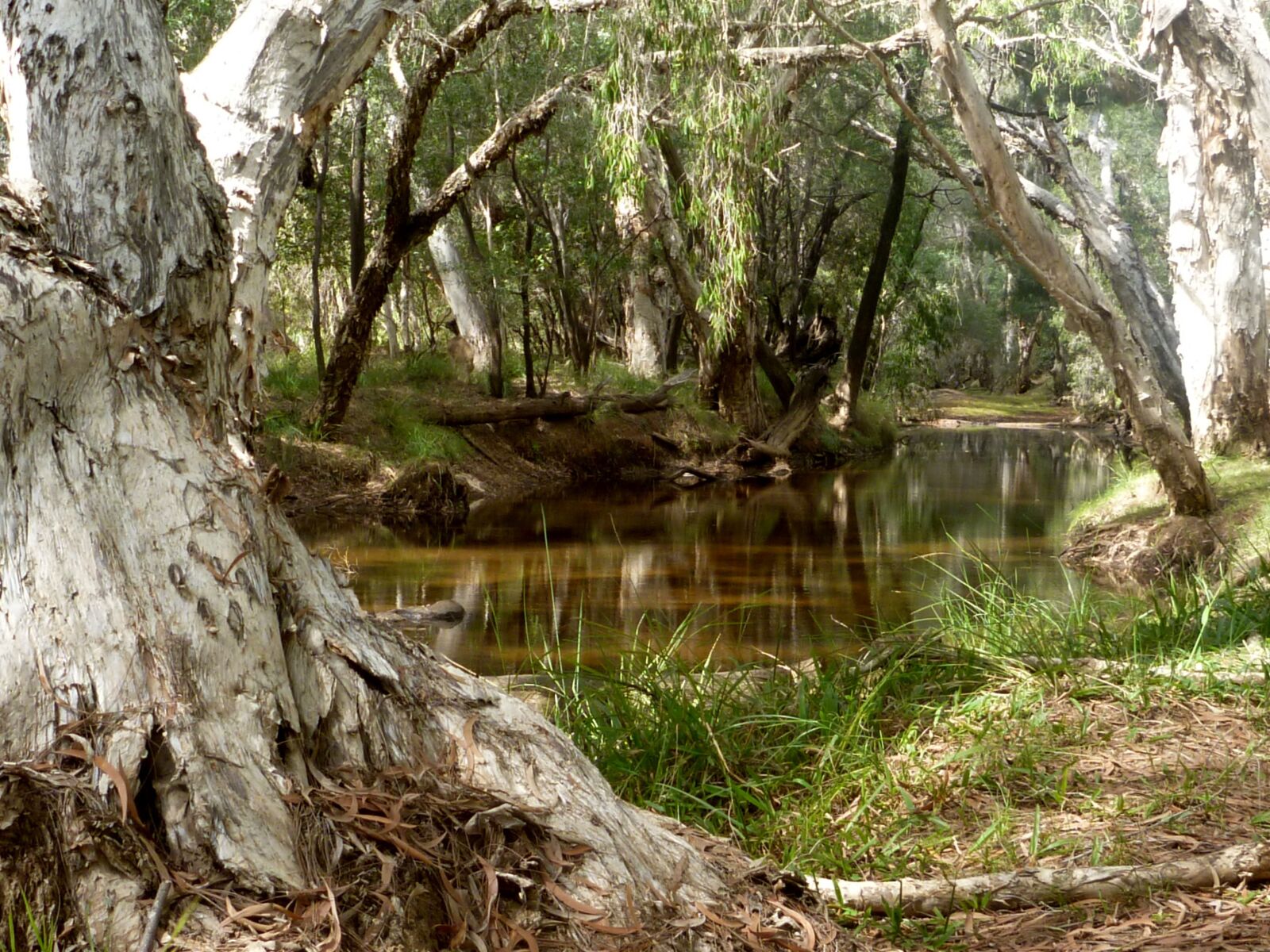 Panasonic DMC-FT2 sample photo. River, reflection, trees photography
