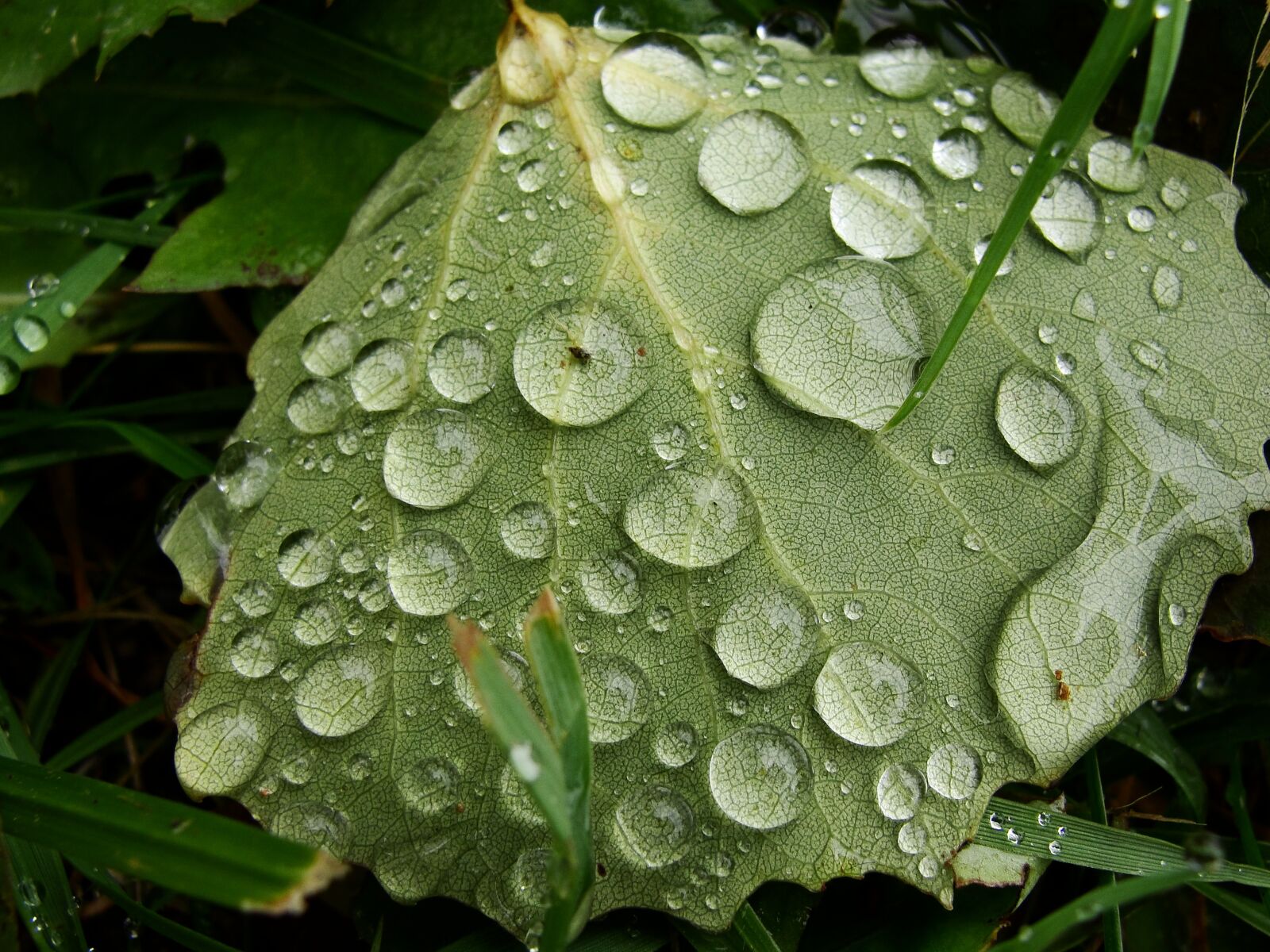 Sony Cyber-shot DSC-H20 sample photo. Autumn, rain, wet photography
