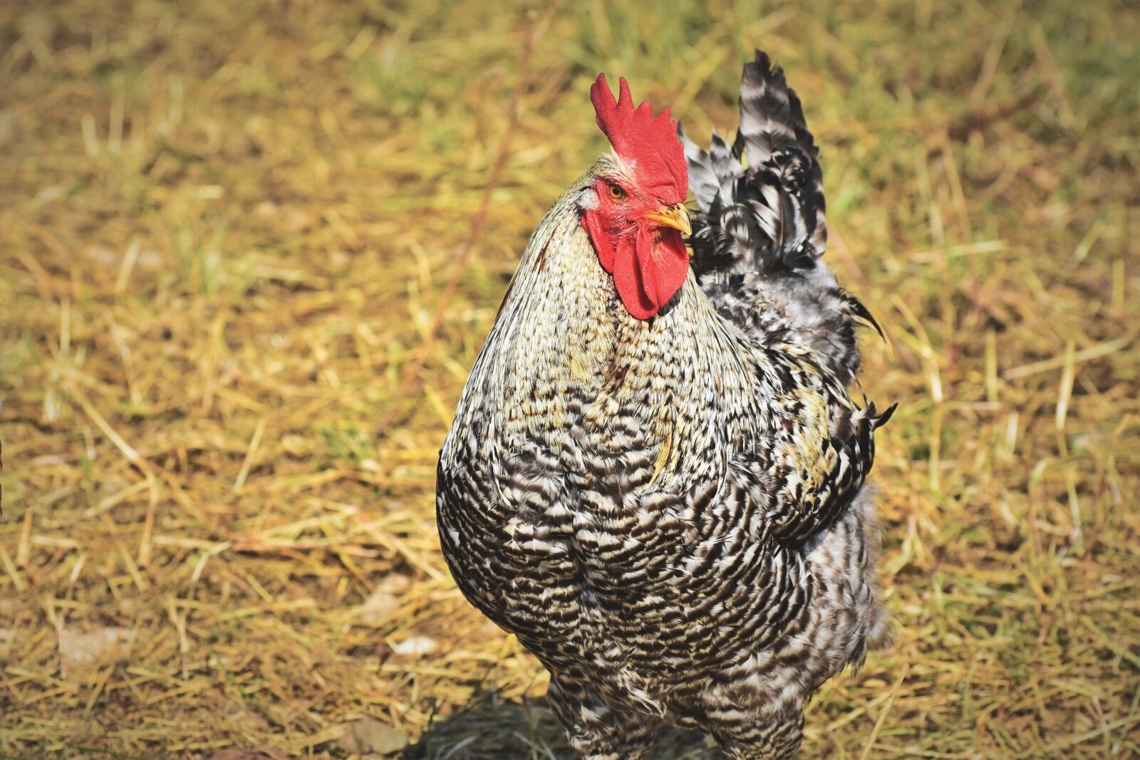 Nikon D7200 sample photo. Hahn, gockel, poultry photography