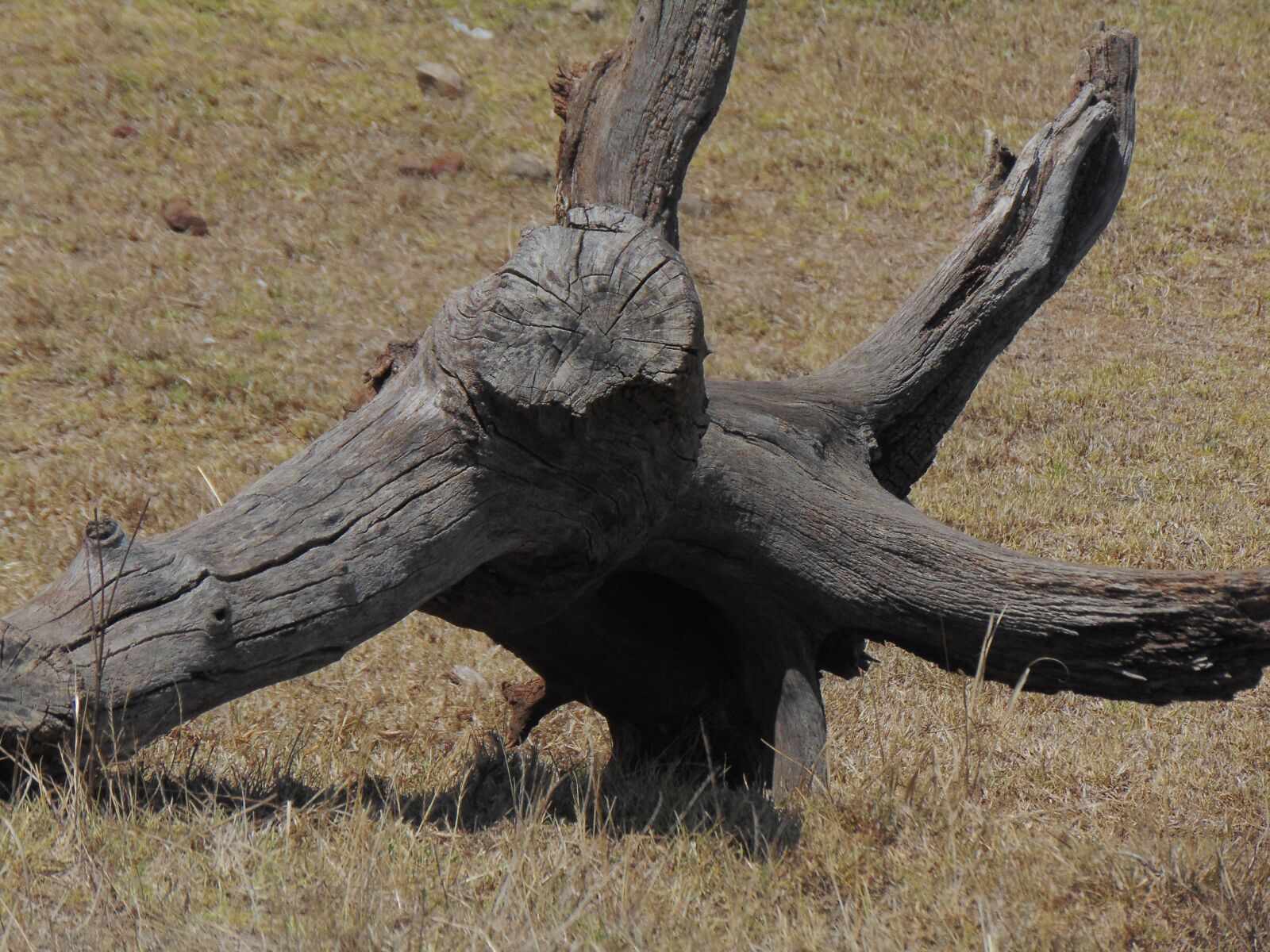 Sony Cyber-shot DSC-H300 sample photo. Trunk, nature, field photography